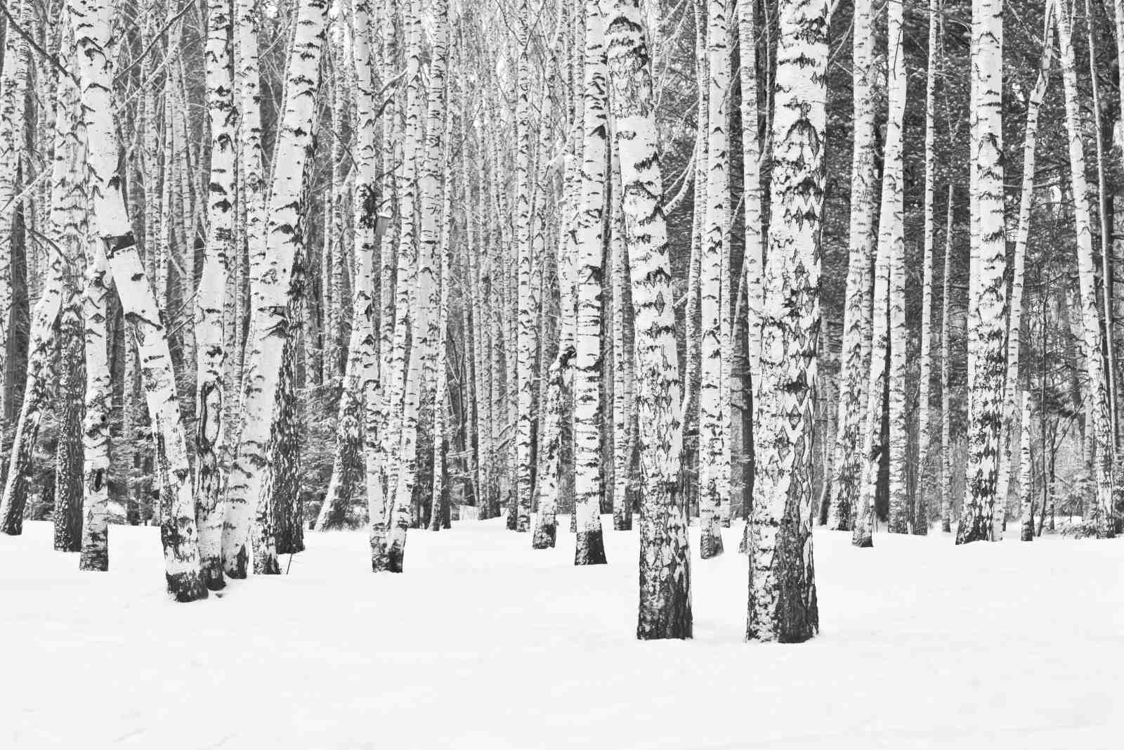 Monochrome Birch Forest Snow Wall Art