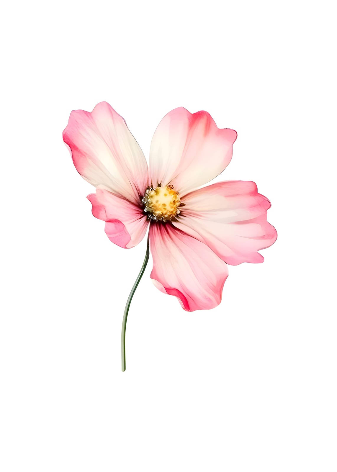 Elegant Pink Cosmos Flower Art Wall Art