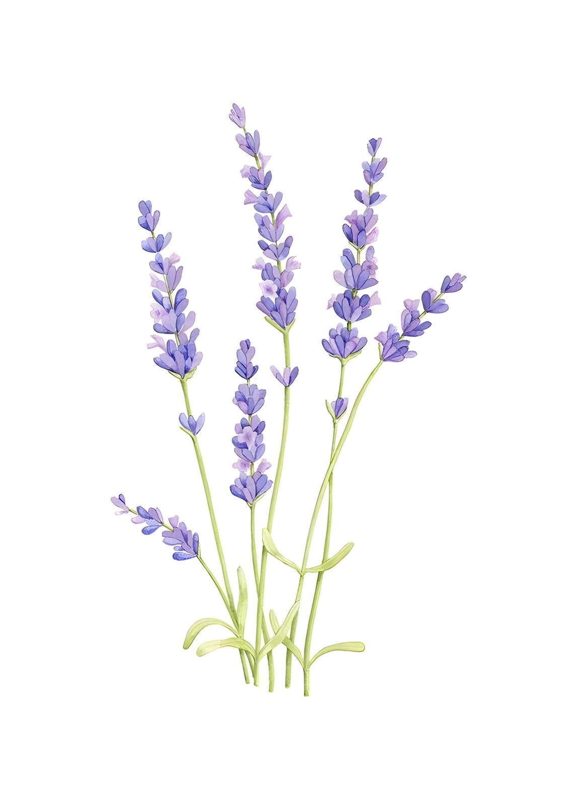 Serene Lavender Botanical Watercolor Wall Art