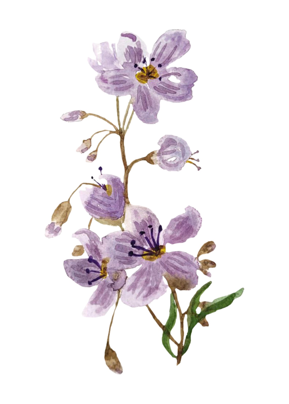 Delicate Lavender Blooms Watercolor Wall Art