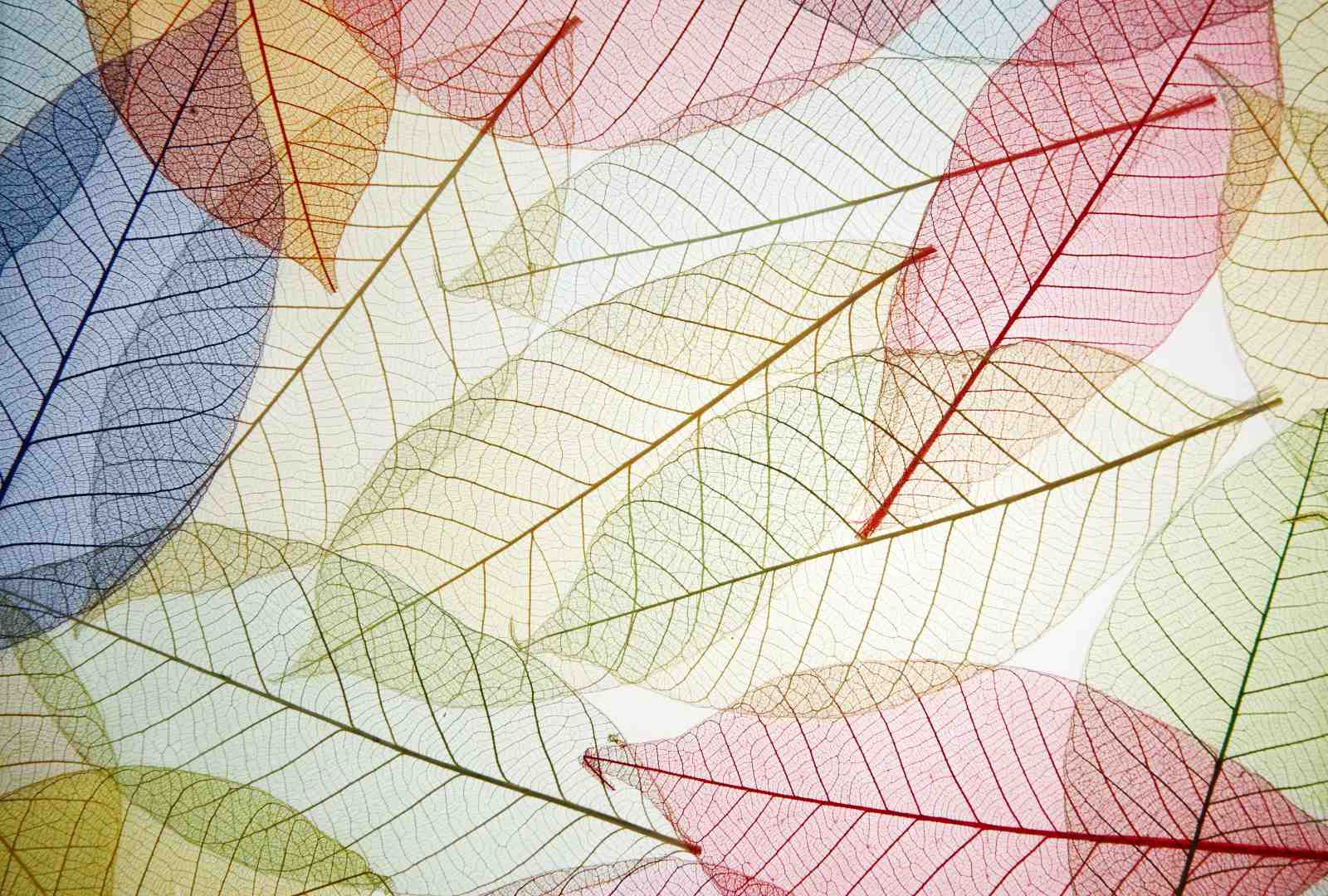 Skeleton Leaf Art Vibrant Nature Wall Art