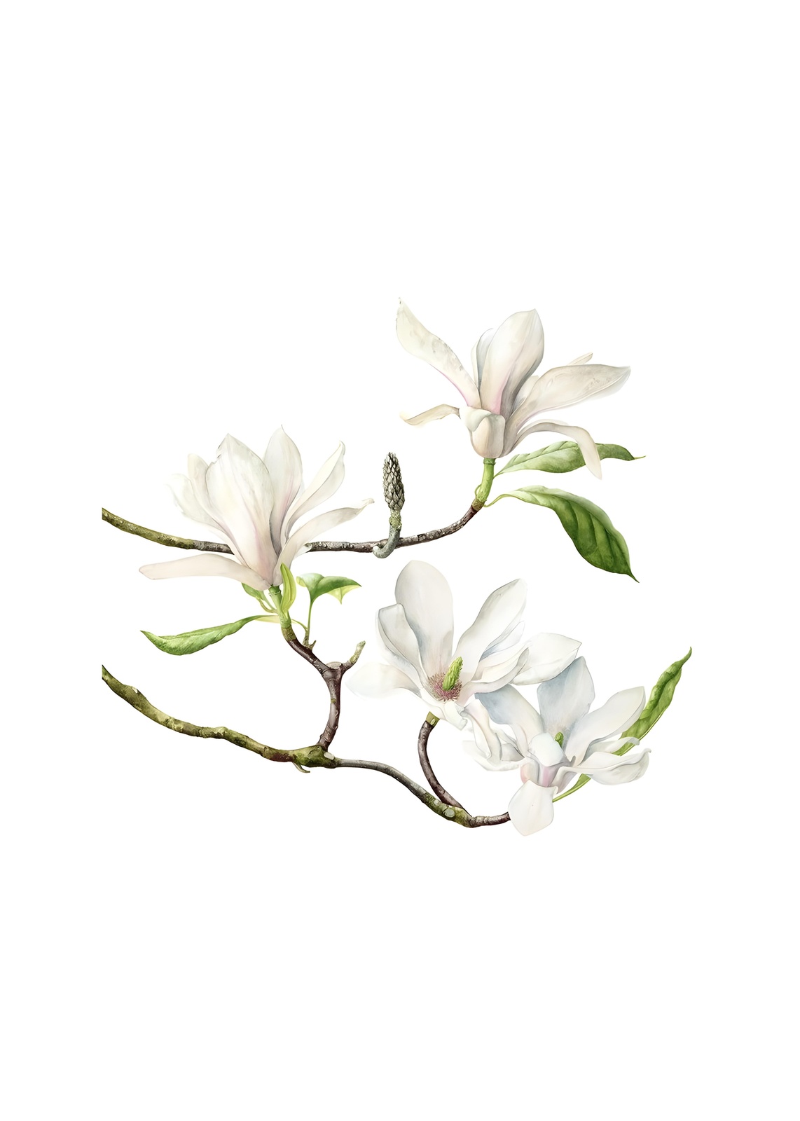 Elegant White Magnolia Botanical Wall Art
