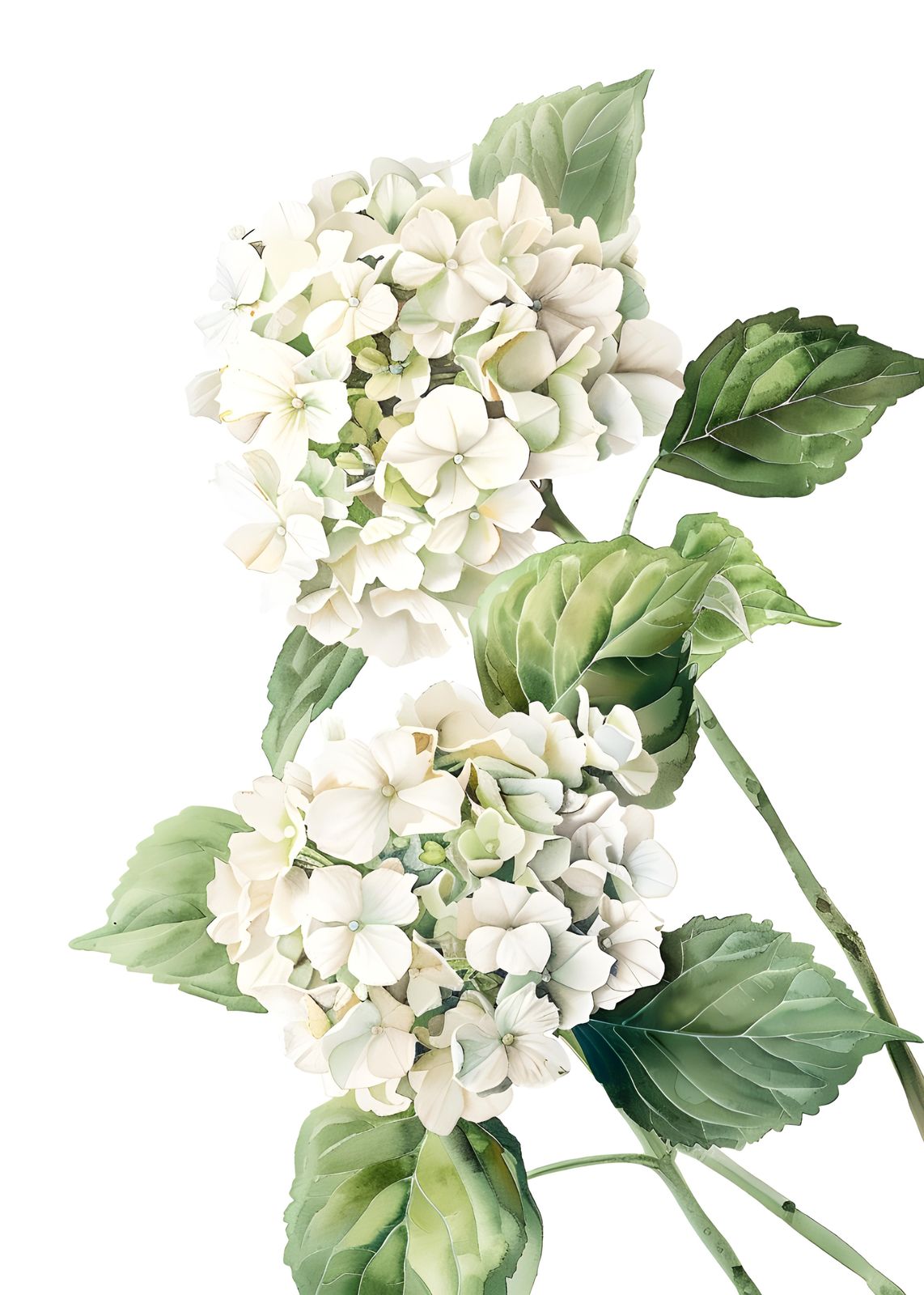 Elegant White Hydrangea Floral Watercolor Wall Art
