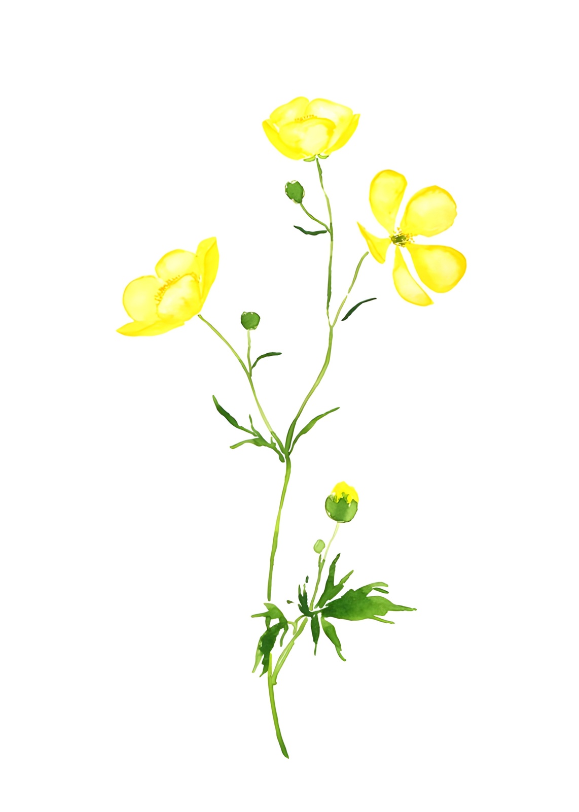 Vibrant Yellow Buttercups Botanical Watercolor Wall Art