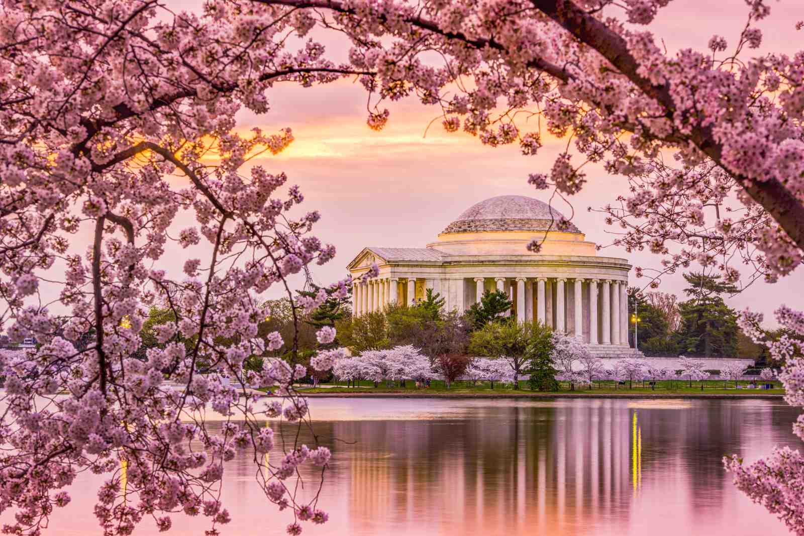 Jefferson Memorial Cherry Blossom Wall Art