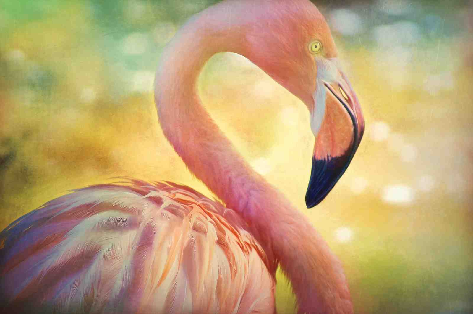 Elegant Pink Flamingo Art Wall Art