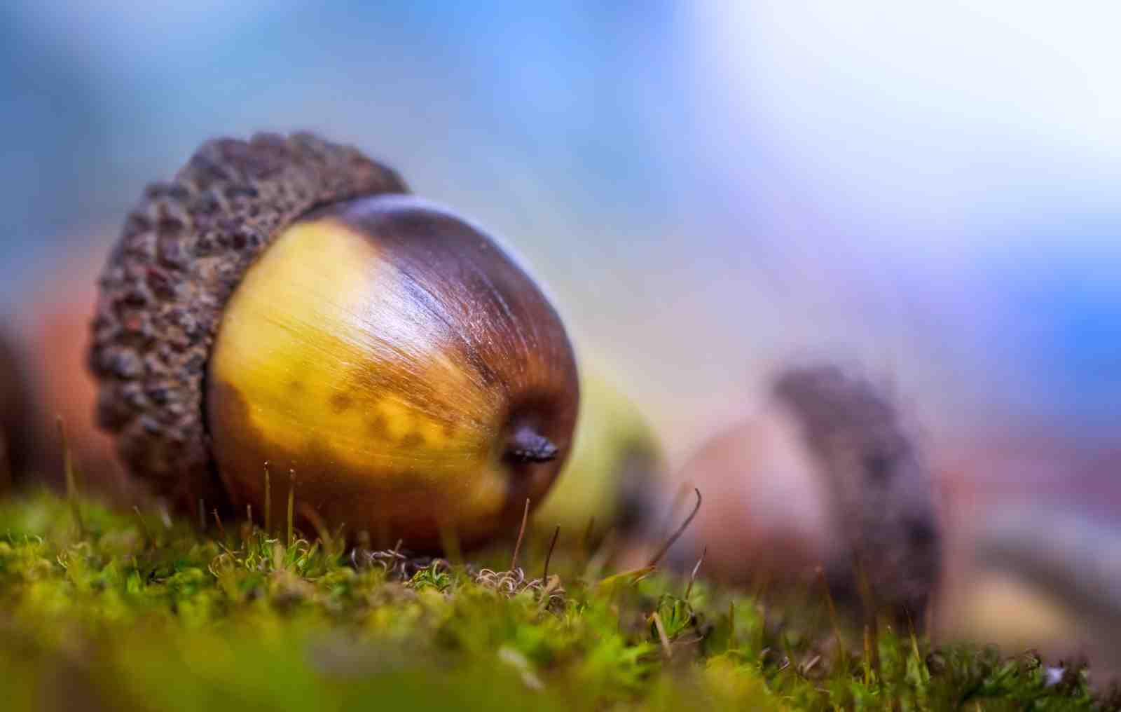 Majestic Acorn on Moss Wall Art