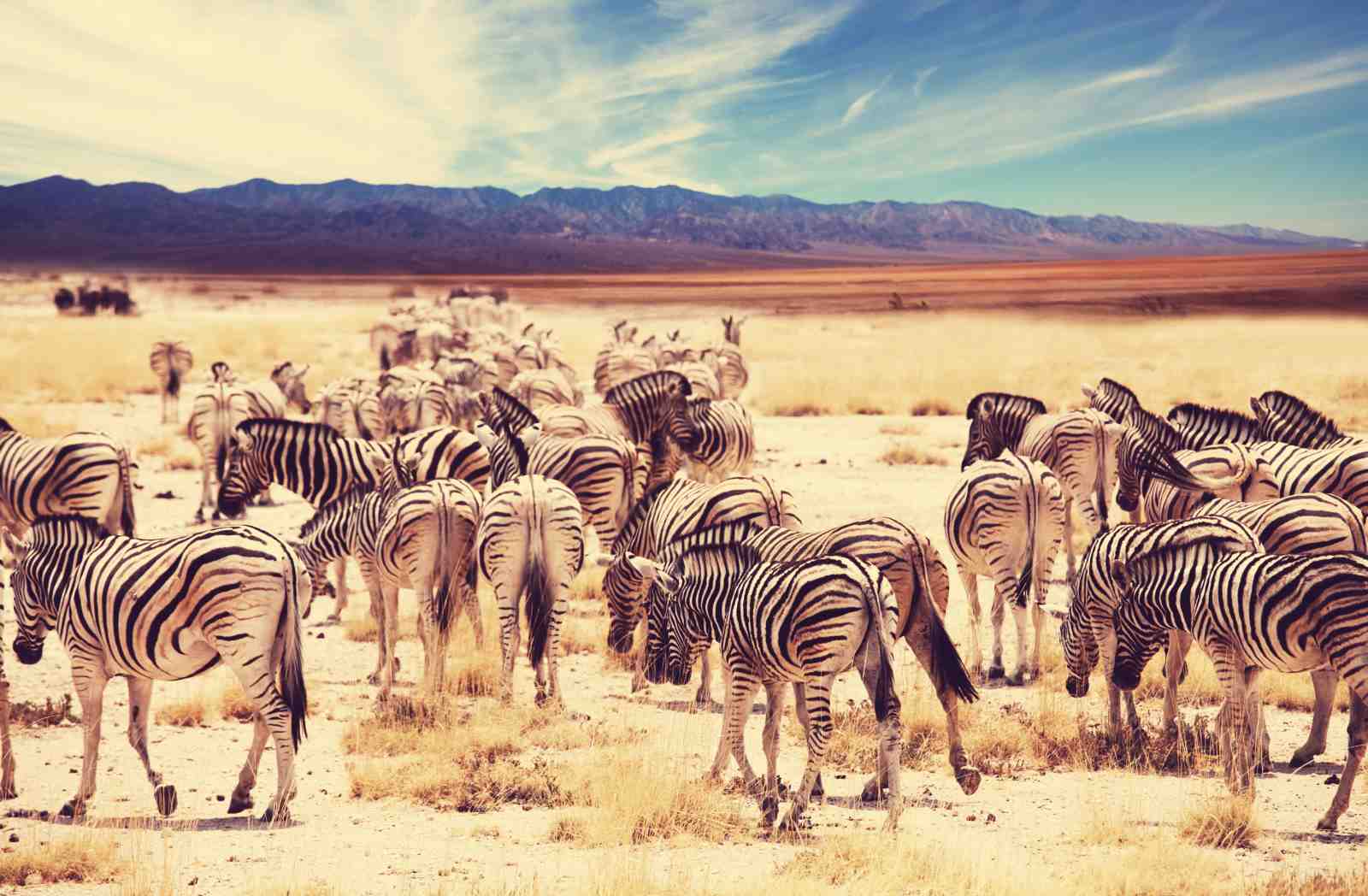 Majestic Zebra Herd Safari Wall Art