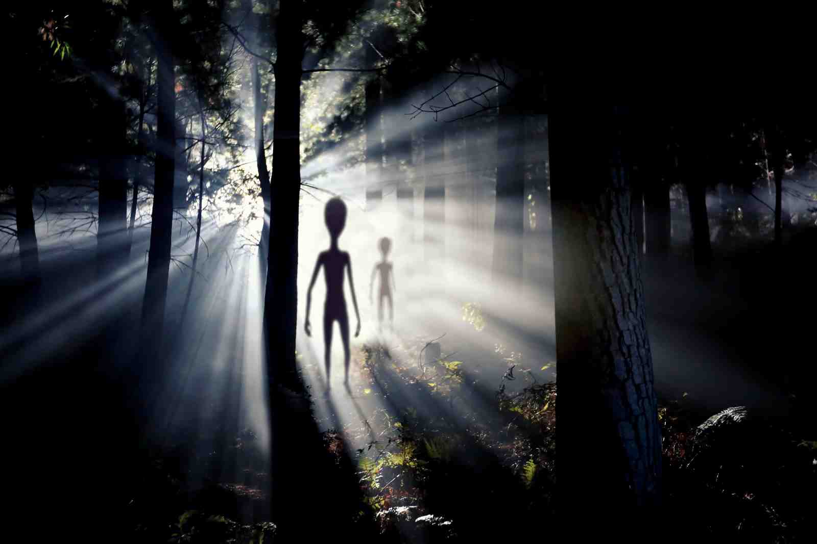 Mysterious Aliens in Forest Light Wall Art