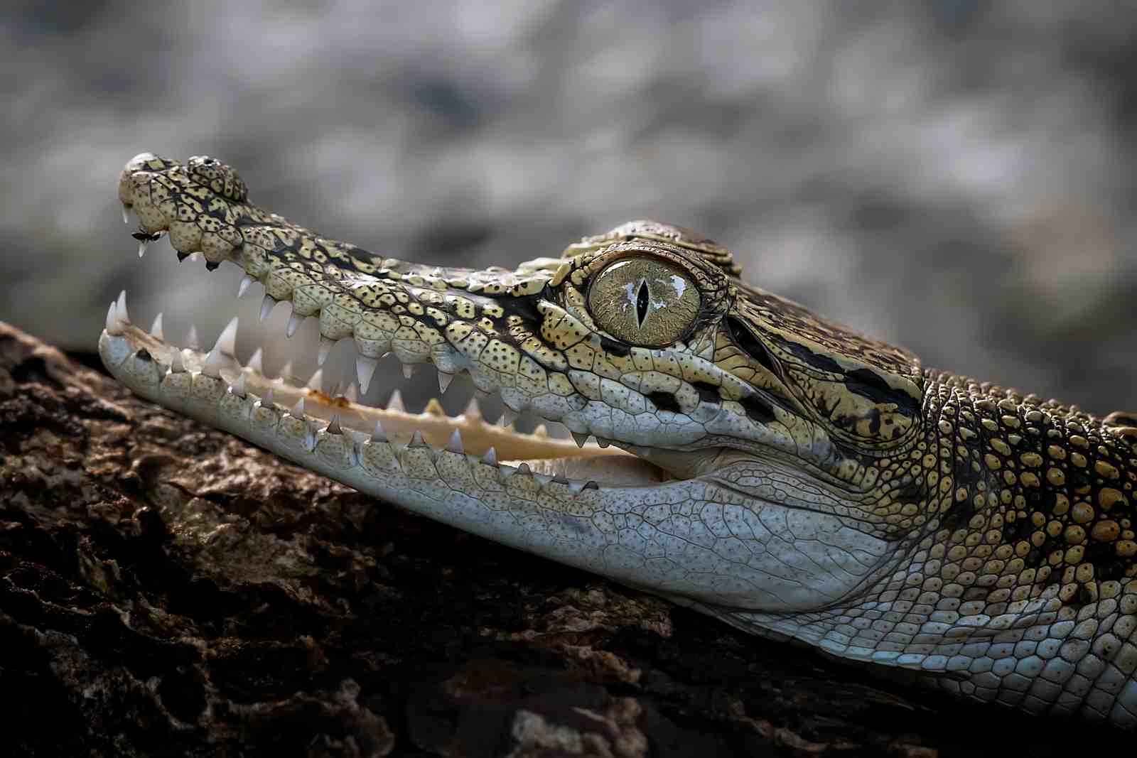 Intense Crocodile Eye Close-Up Wall Art