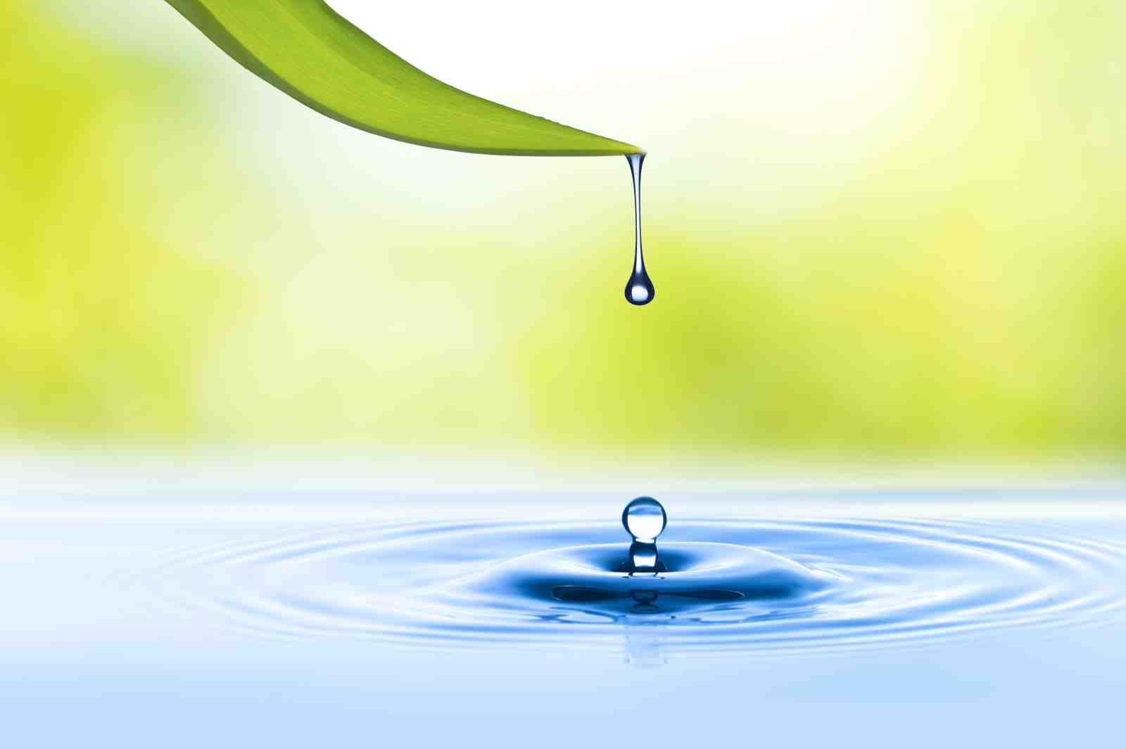 Serene Nature Water Drop Wall Art