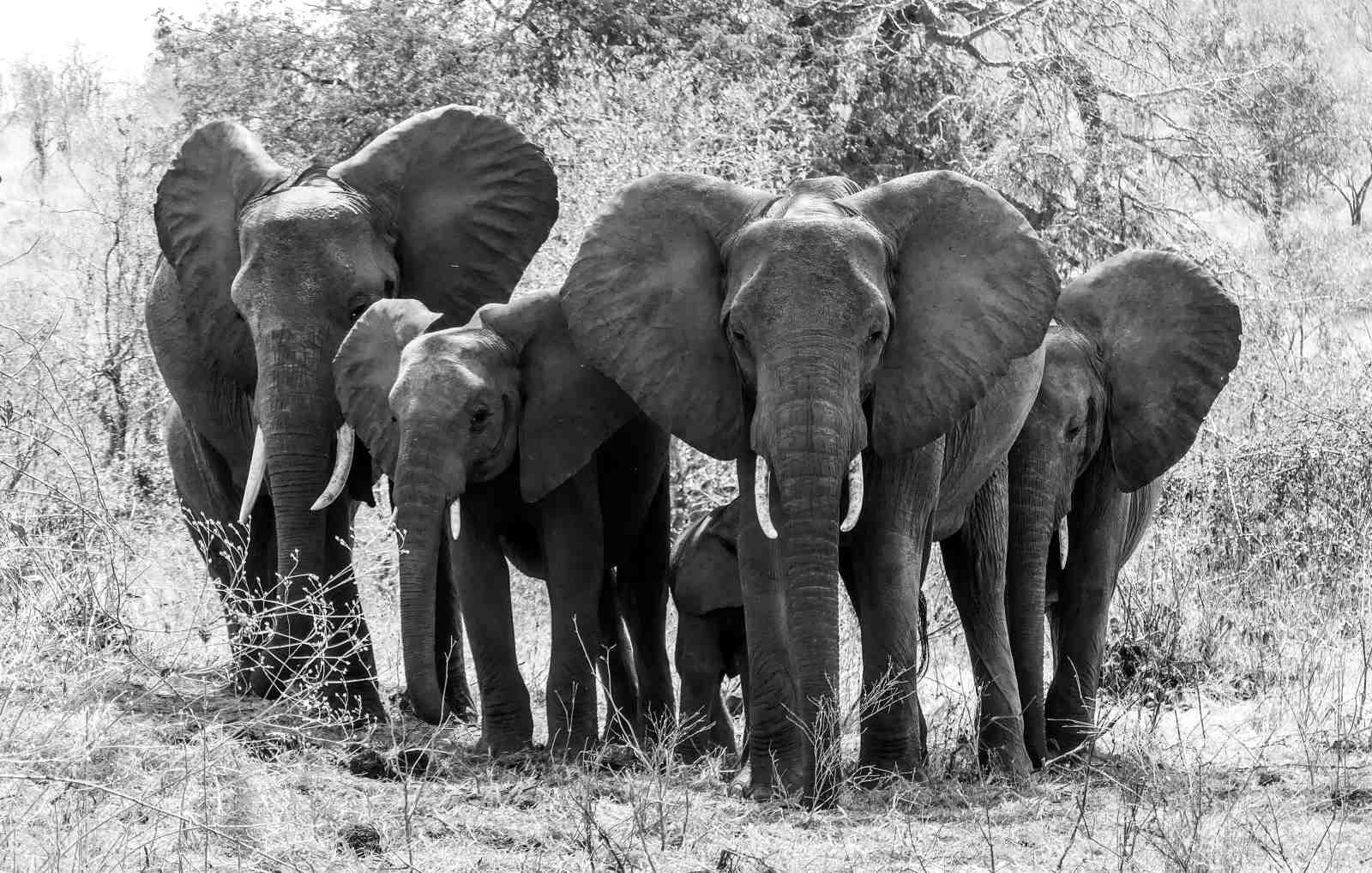 Majestic Elephant Herd Black & White Wall Art