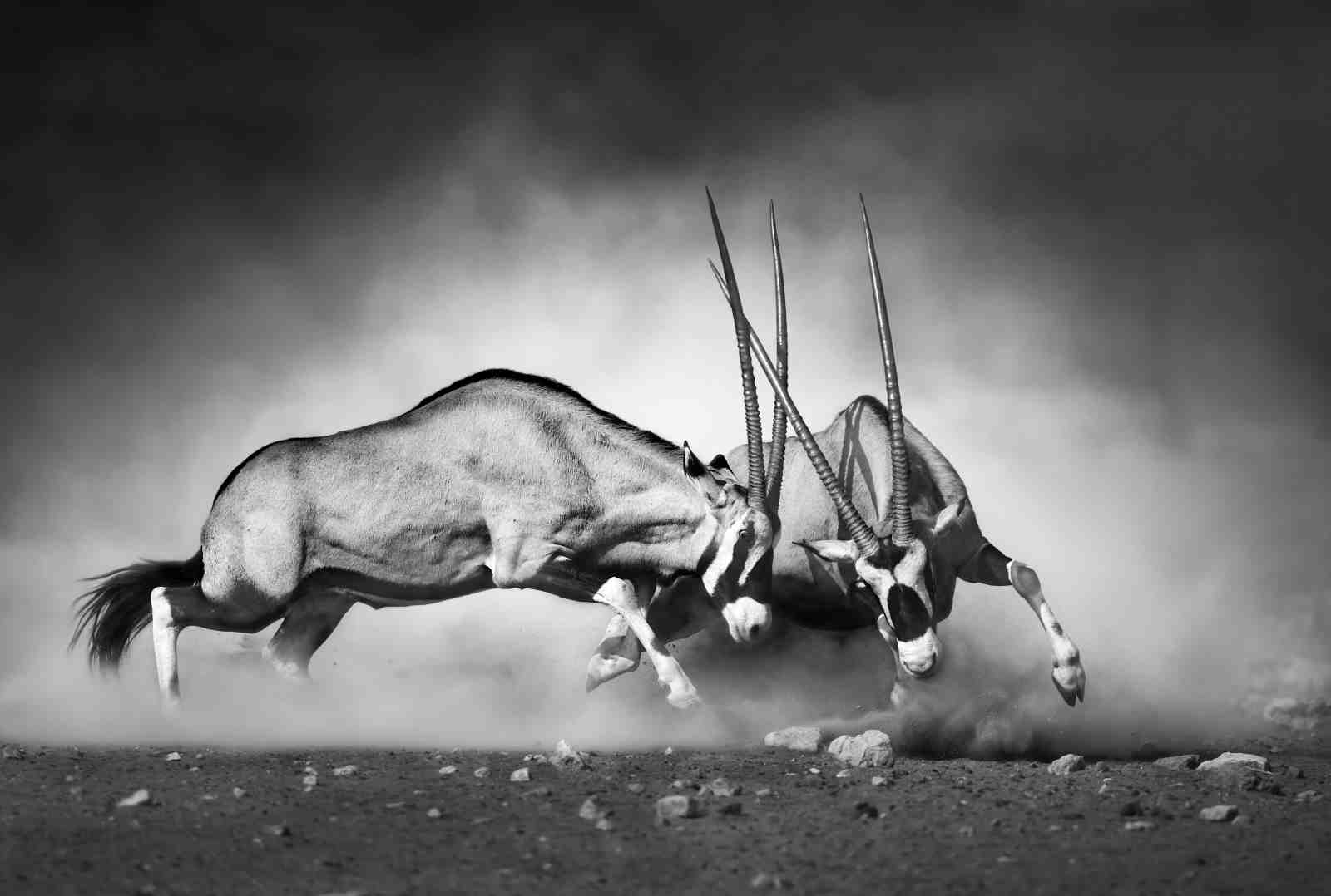 Majestic Oryx Duel Black and White Wall Art