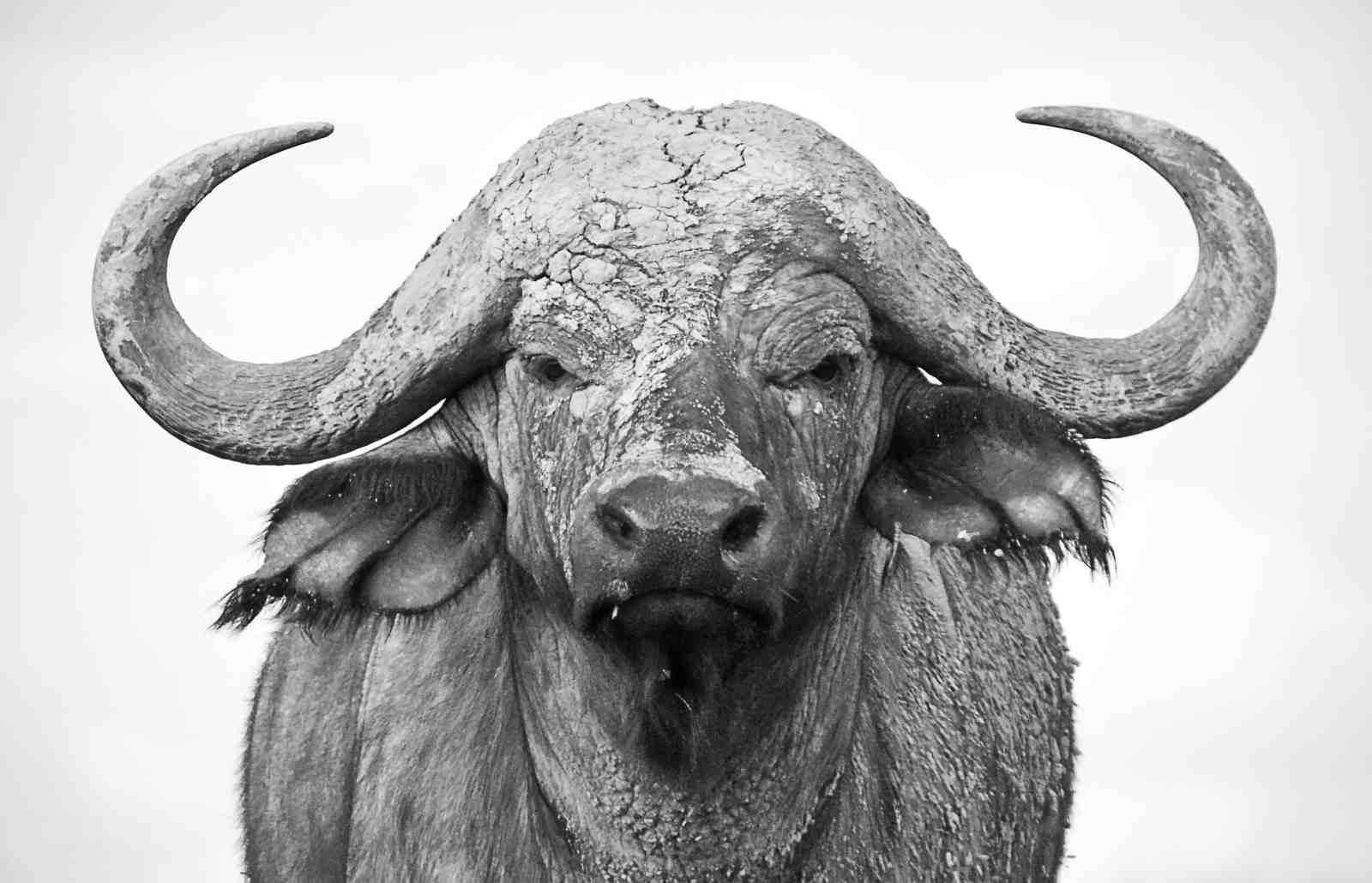 Majestic Buffalo Portrait Wall Art