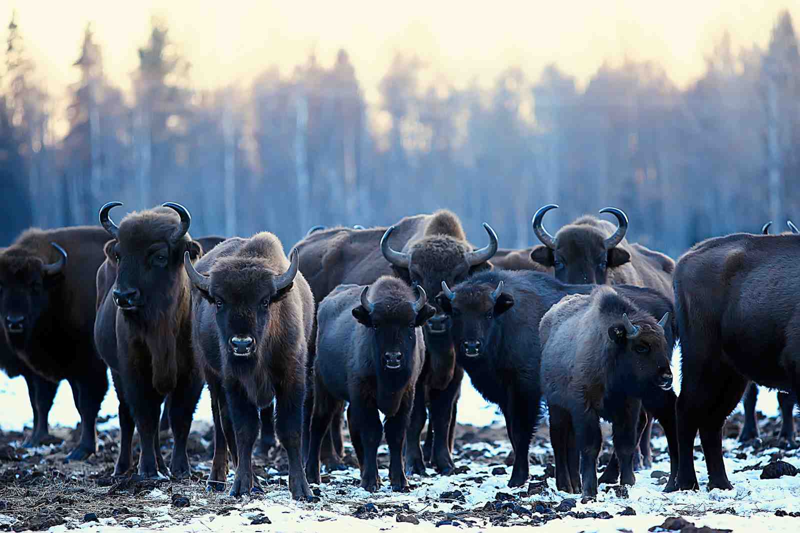 Majestic Bison Herd Winter Wall Art
