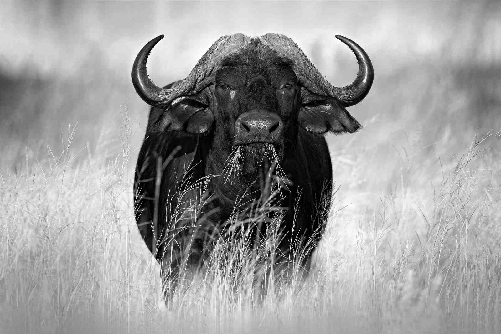 Majestic Buffalo B&W Wildlife Wall Art
