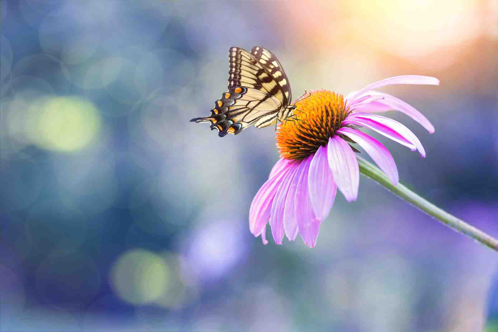 Butterfly on Purple Coneflower Wall Art