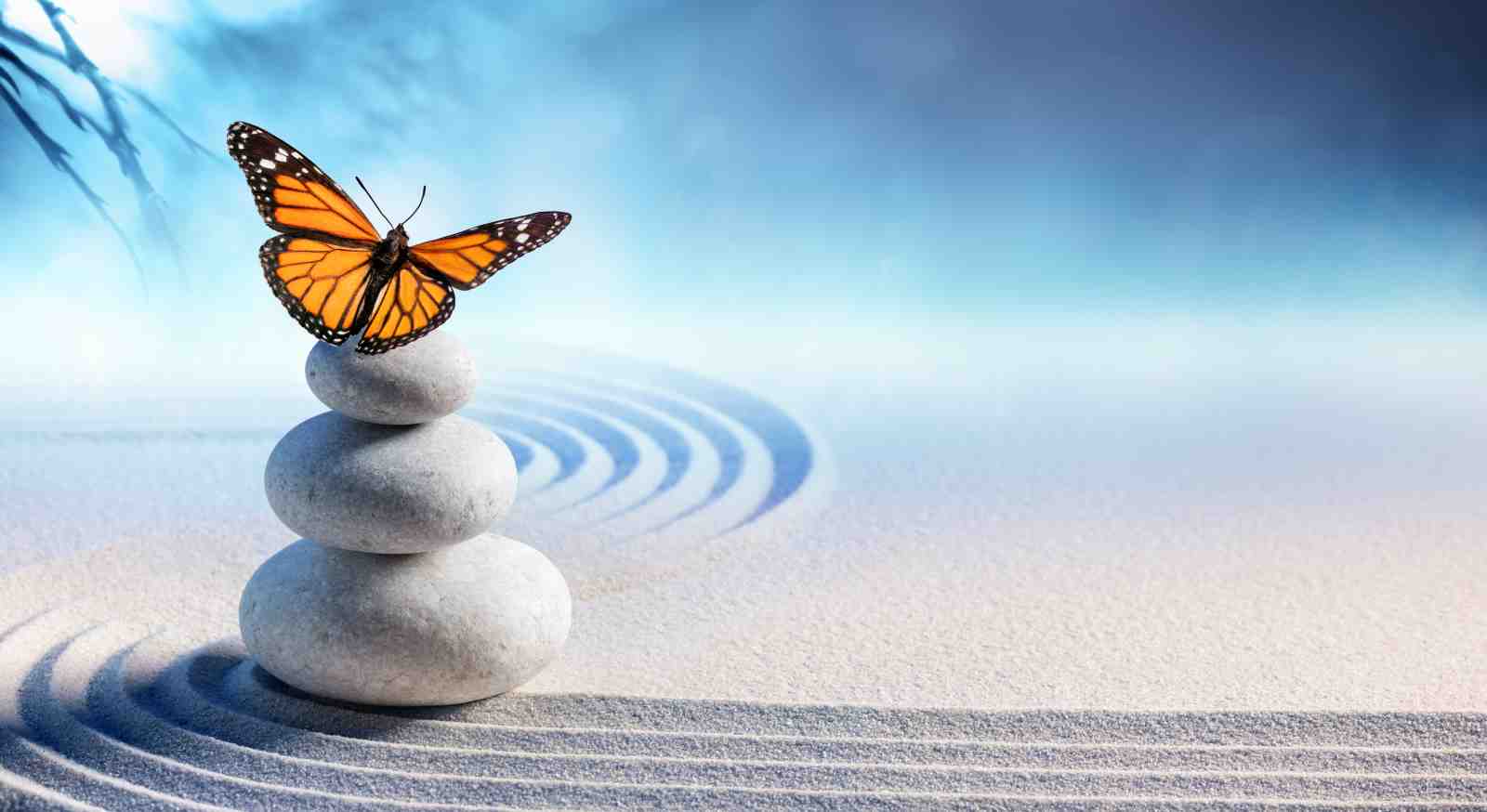 Zen Butterfly Meditation Harmony Wall Art