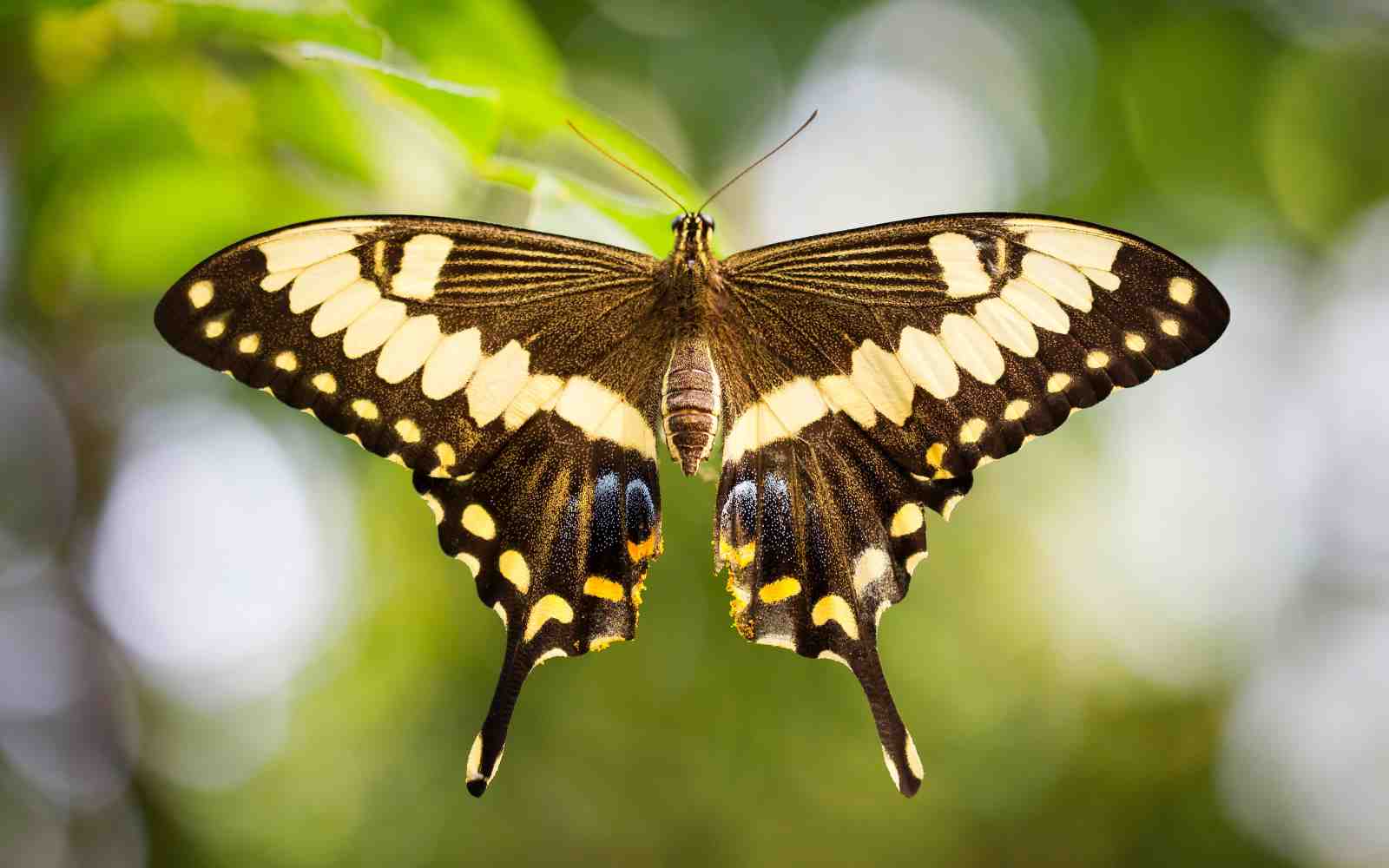Exotic Butterfly Nature Wall Art