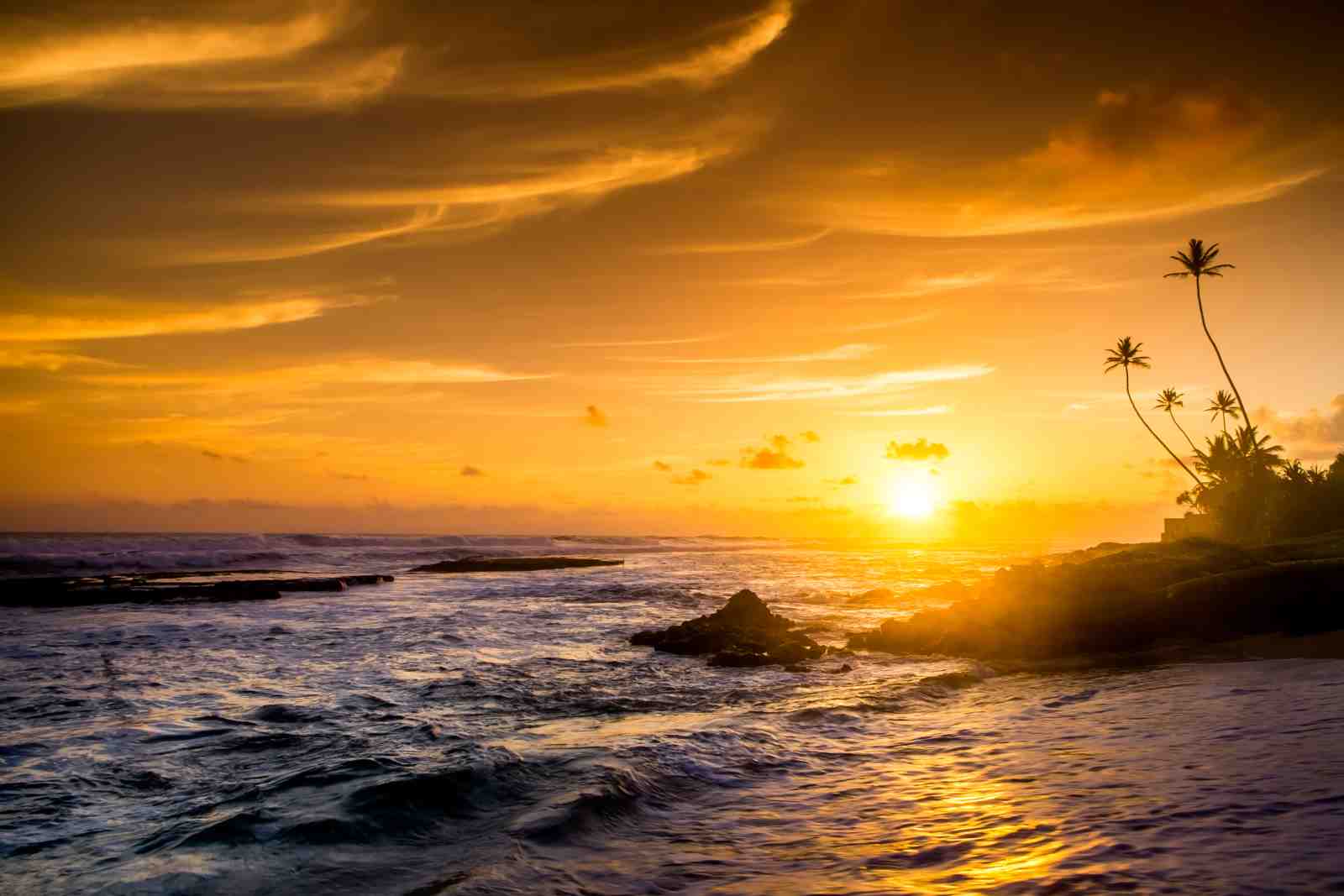 Golden Ocean Sunset Palm Trees Wall Art