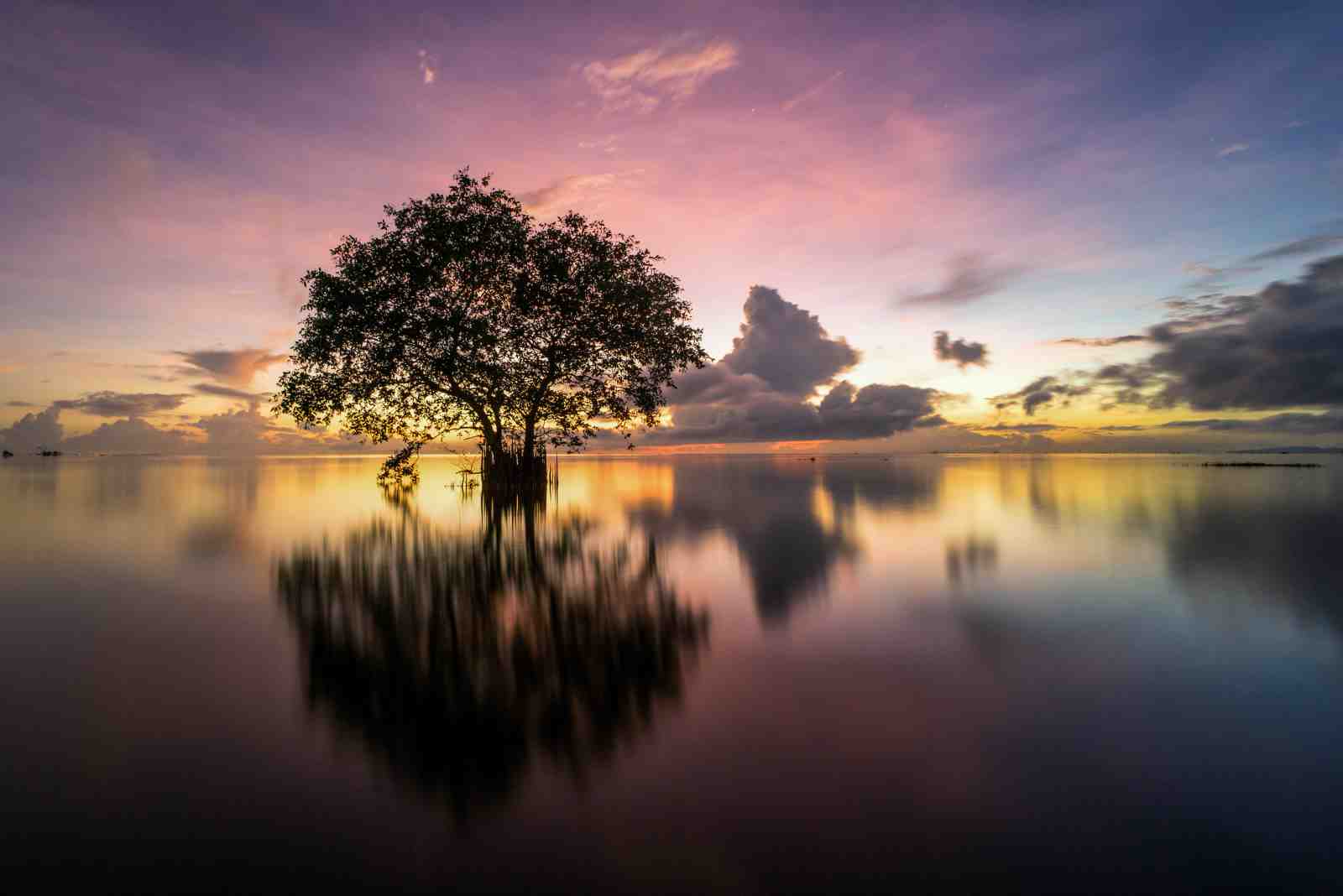 Serene Sunset Tree Wall Art - Tranquil Nature Wall Art