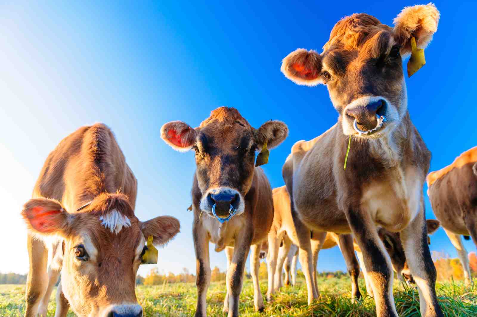 Curious Cows in Field Wall Art