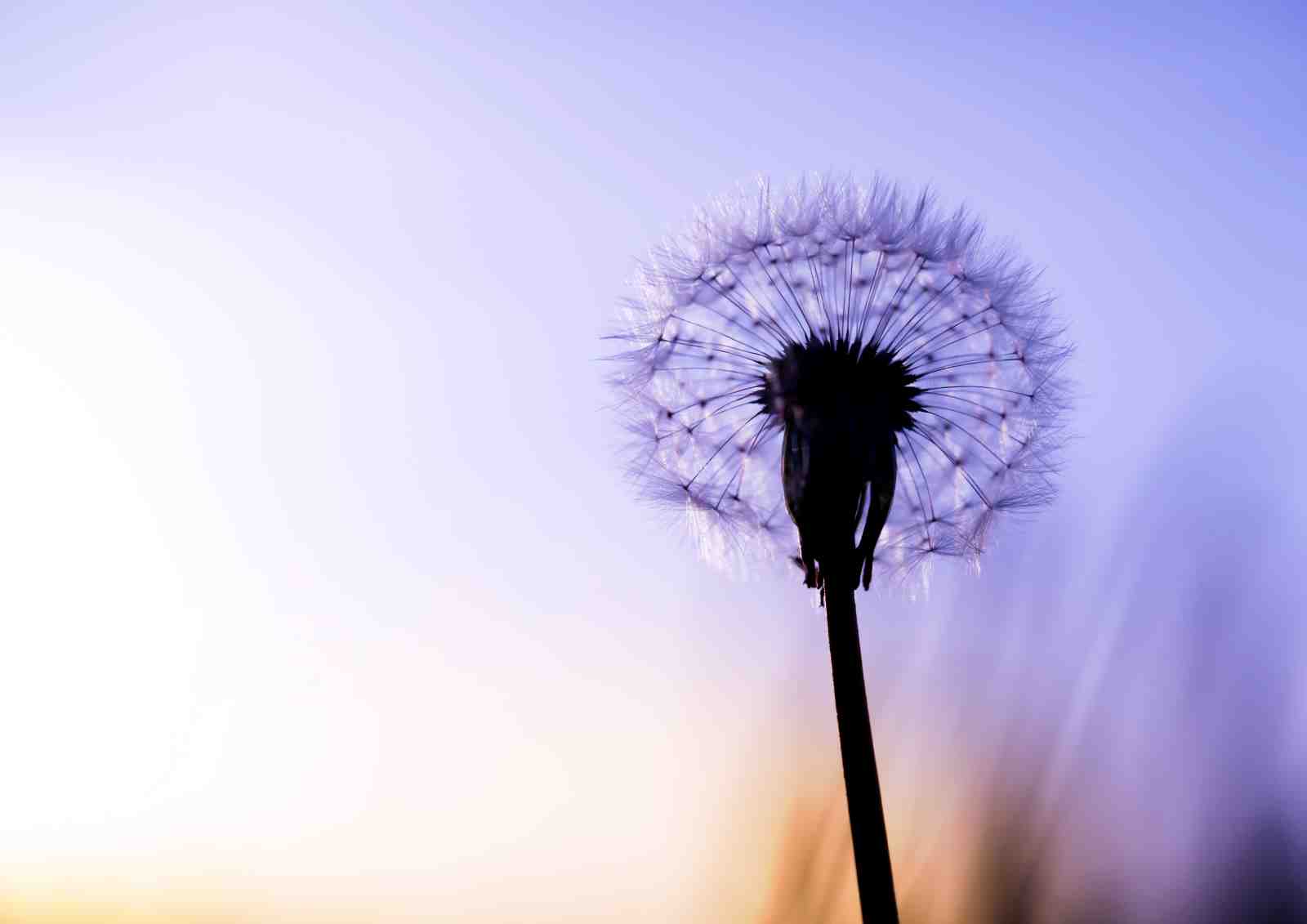 Purple Dandelion Silhouette Wall Art