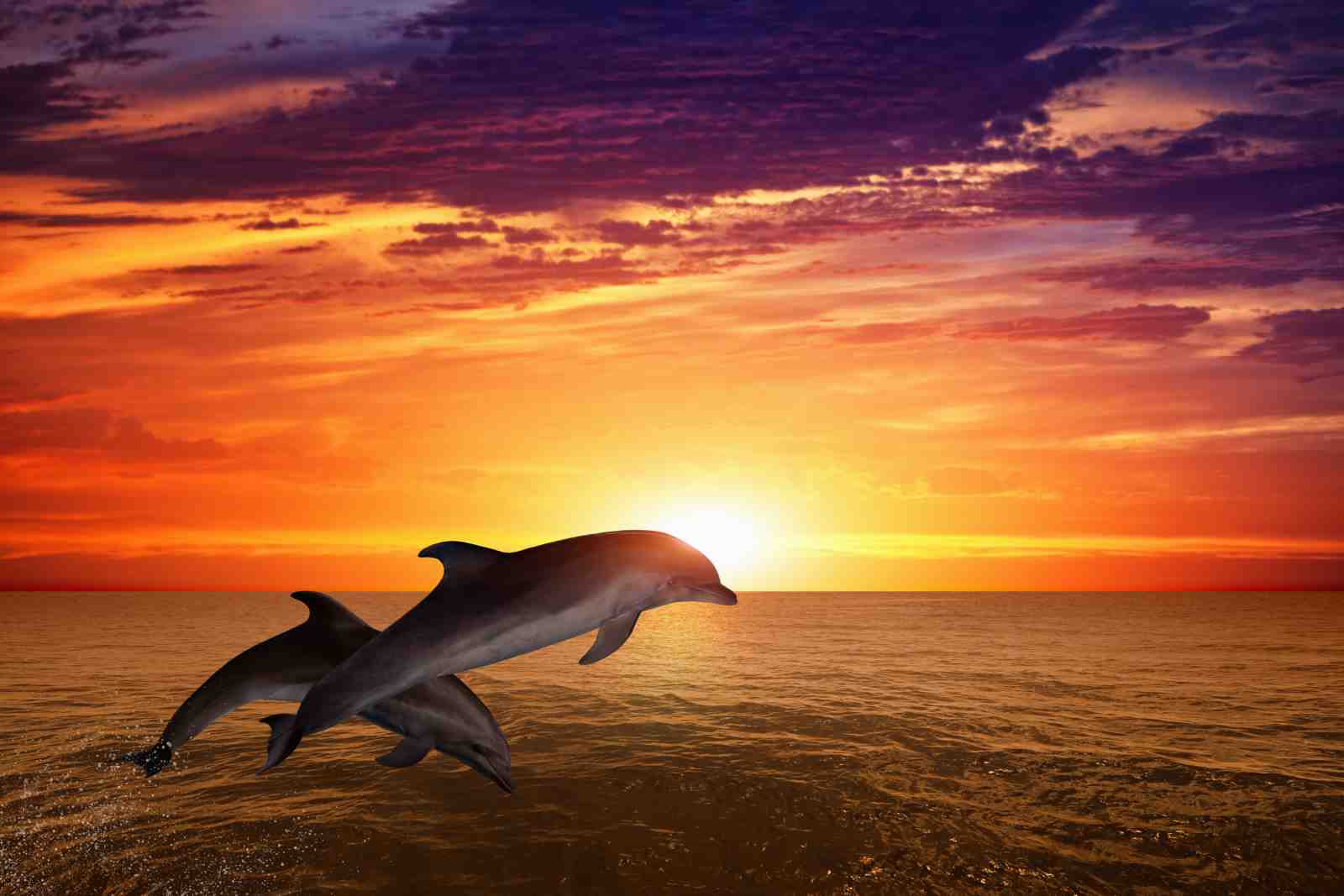 Dolphin Sunset Ocean Vibes Wall Art