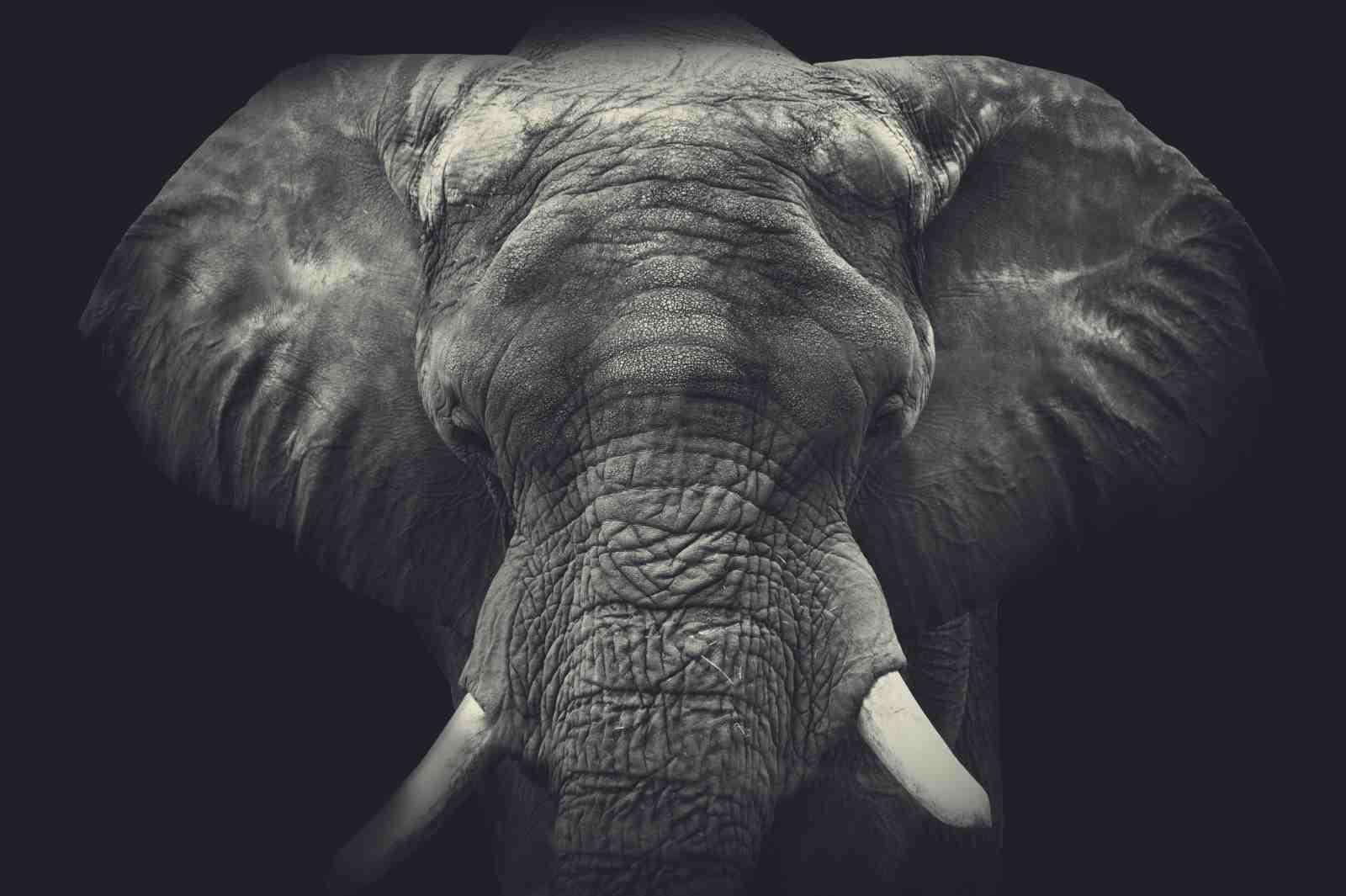 Majestic Elephant Portrait Wall Art