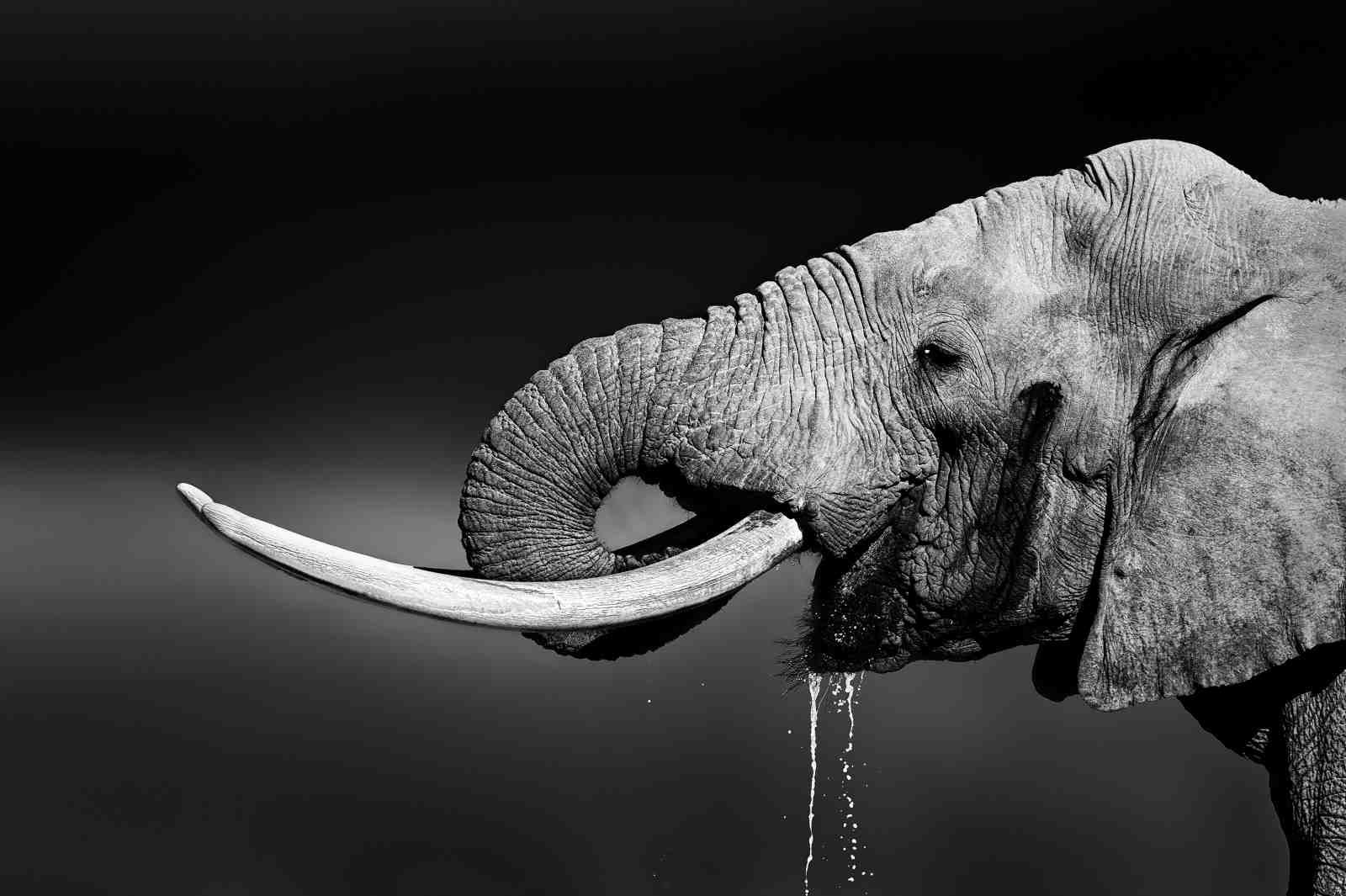 Majestic Elephant Drinking BW Wall Art