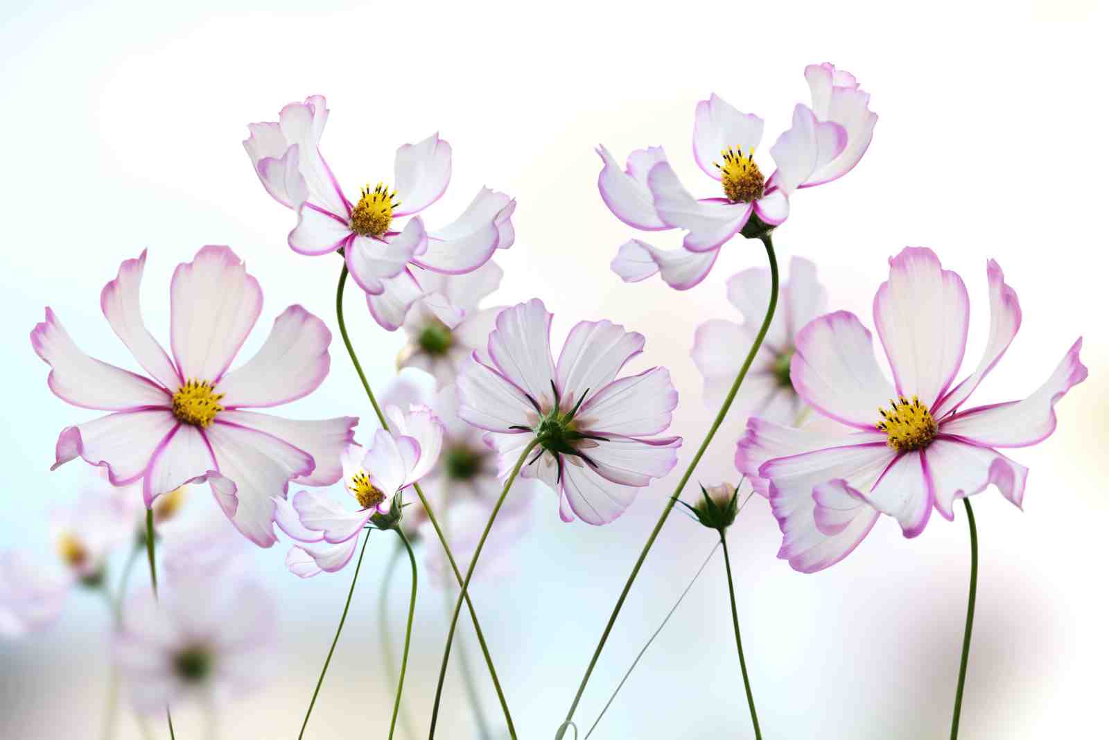 Delicate Cosmos Bloom Wall Art