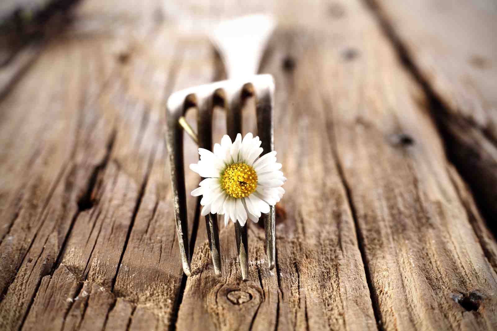 Rustic Daisy Fork Nature Wall Art