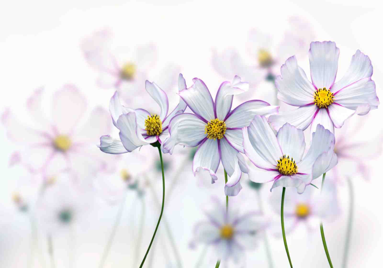 Delicate Cosmos Floral Dream Wall Art