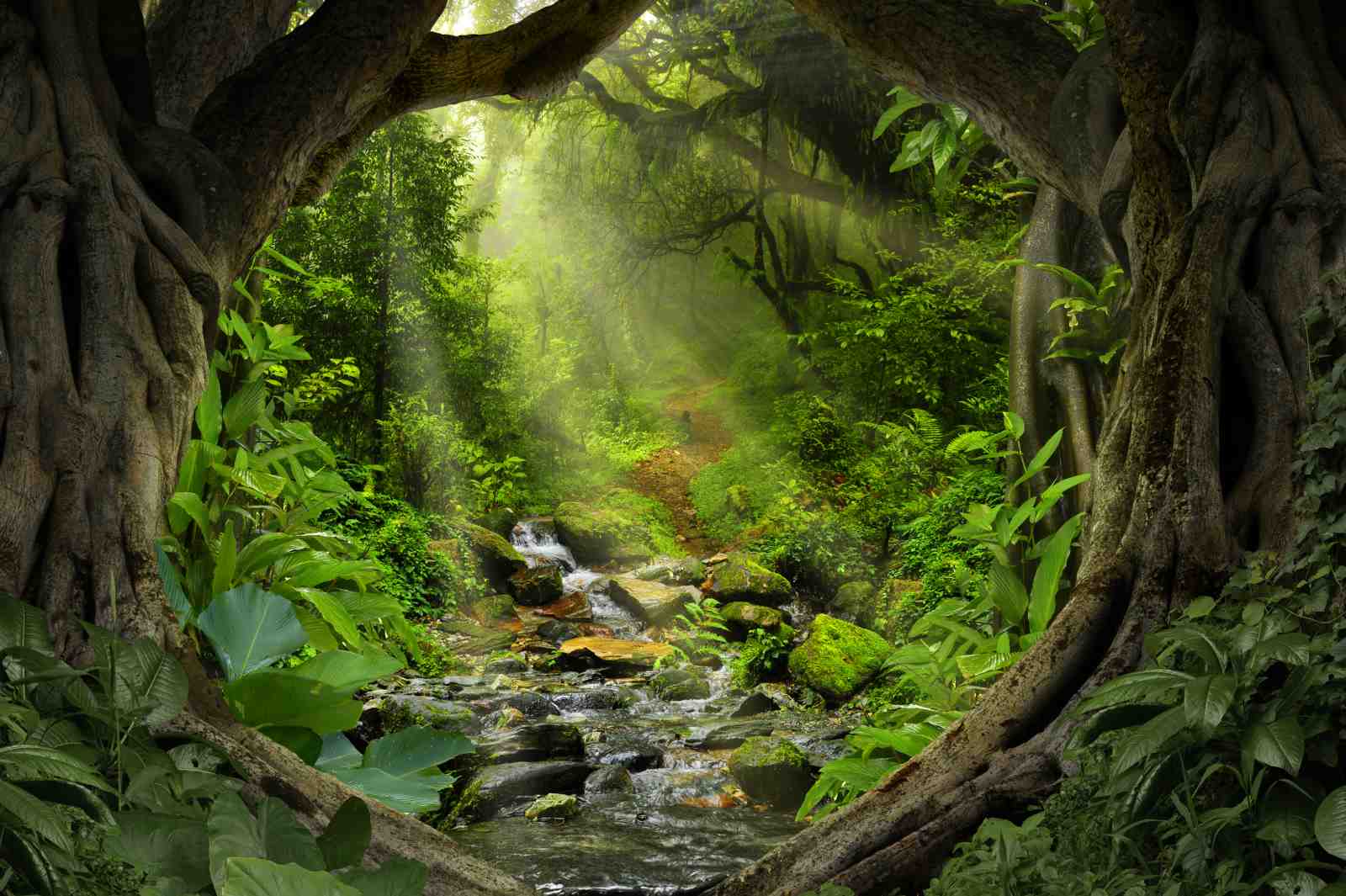 Enchanted Forest Stream Wall Art