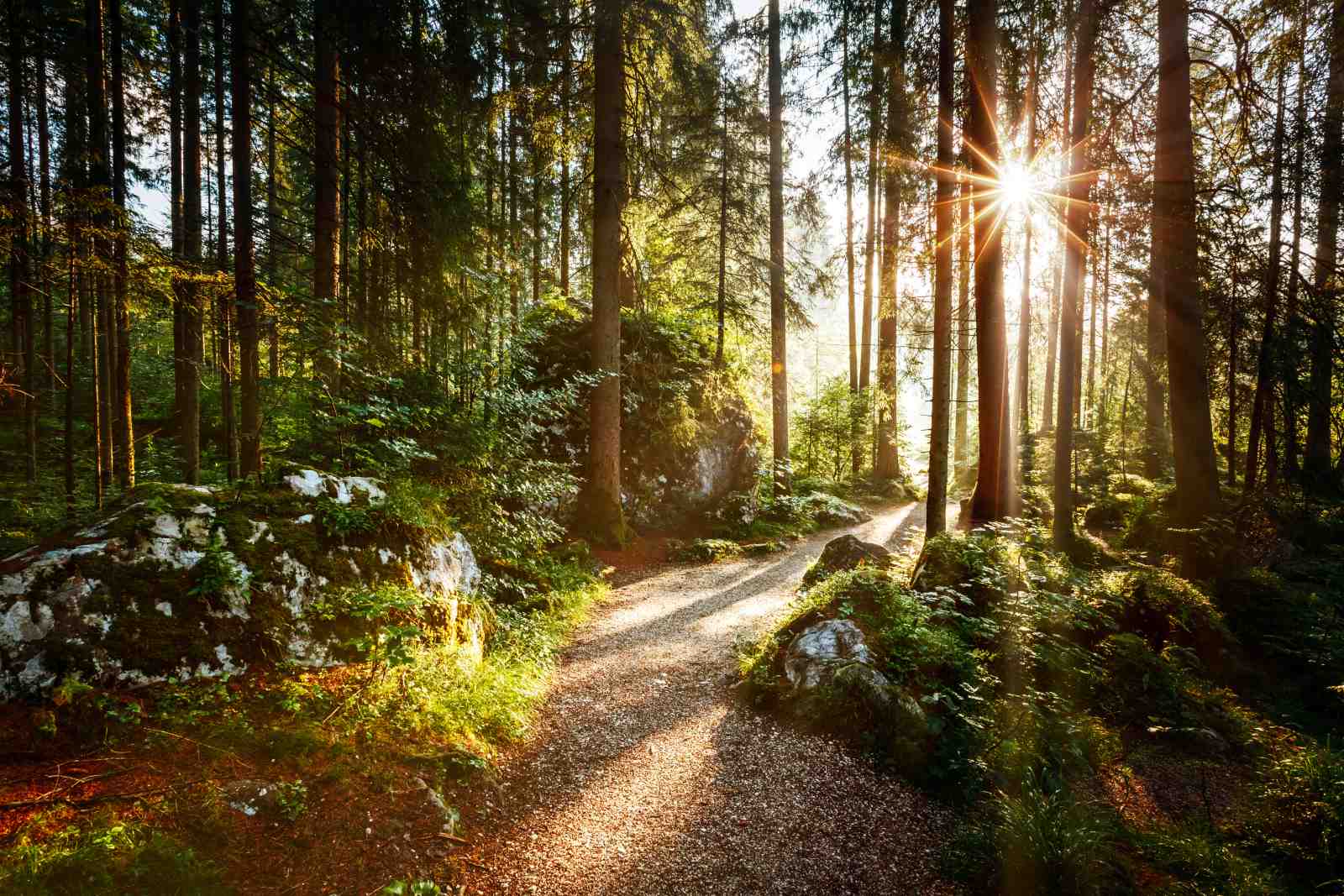 Enchanting Forest Path Wall Art