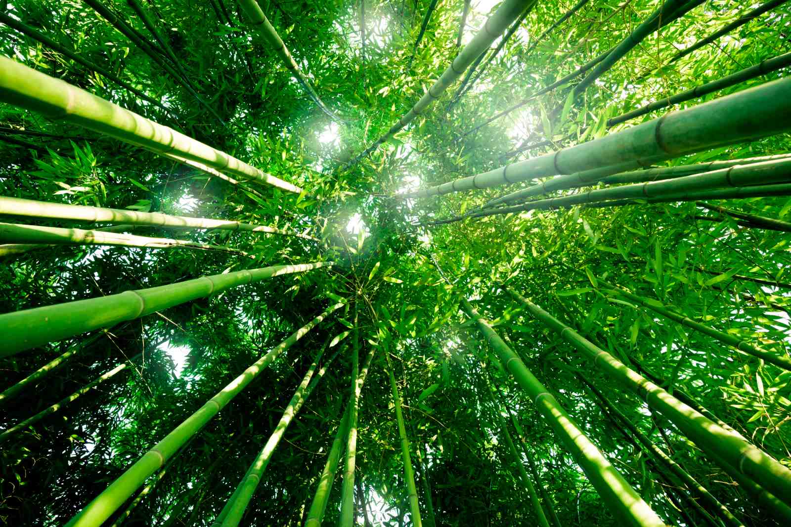 Serene Bamboo Forest Canopy Wall Art
