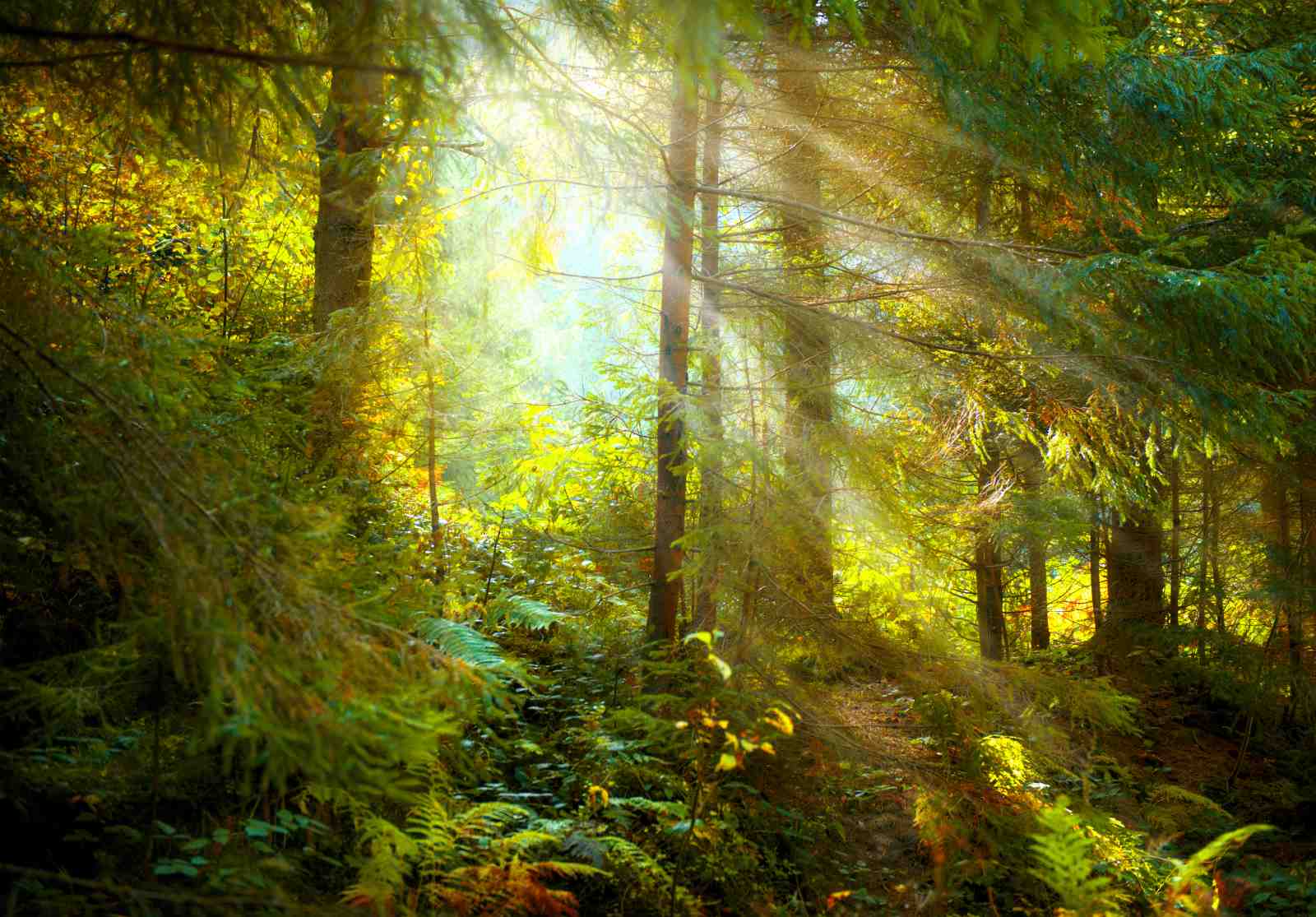 Enchanted Forest Rays Wall Art