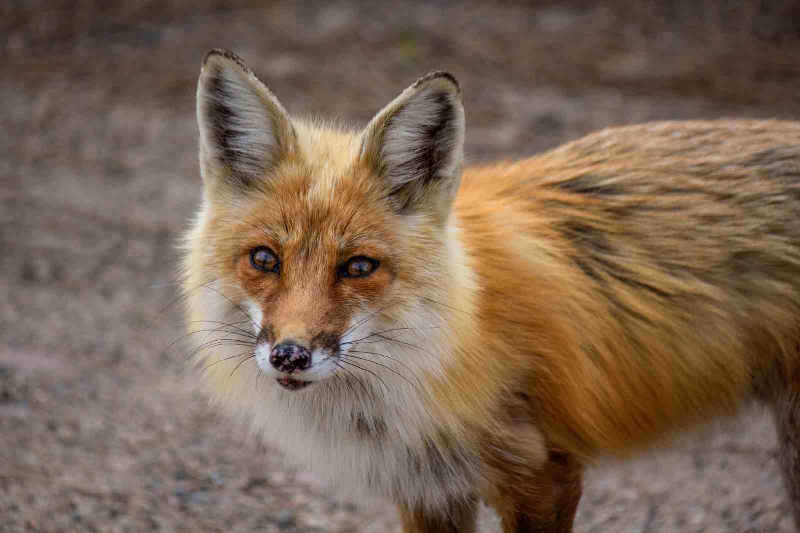 Enchanting Fox Portrait Wall Art