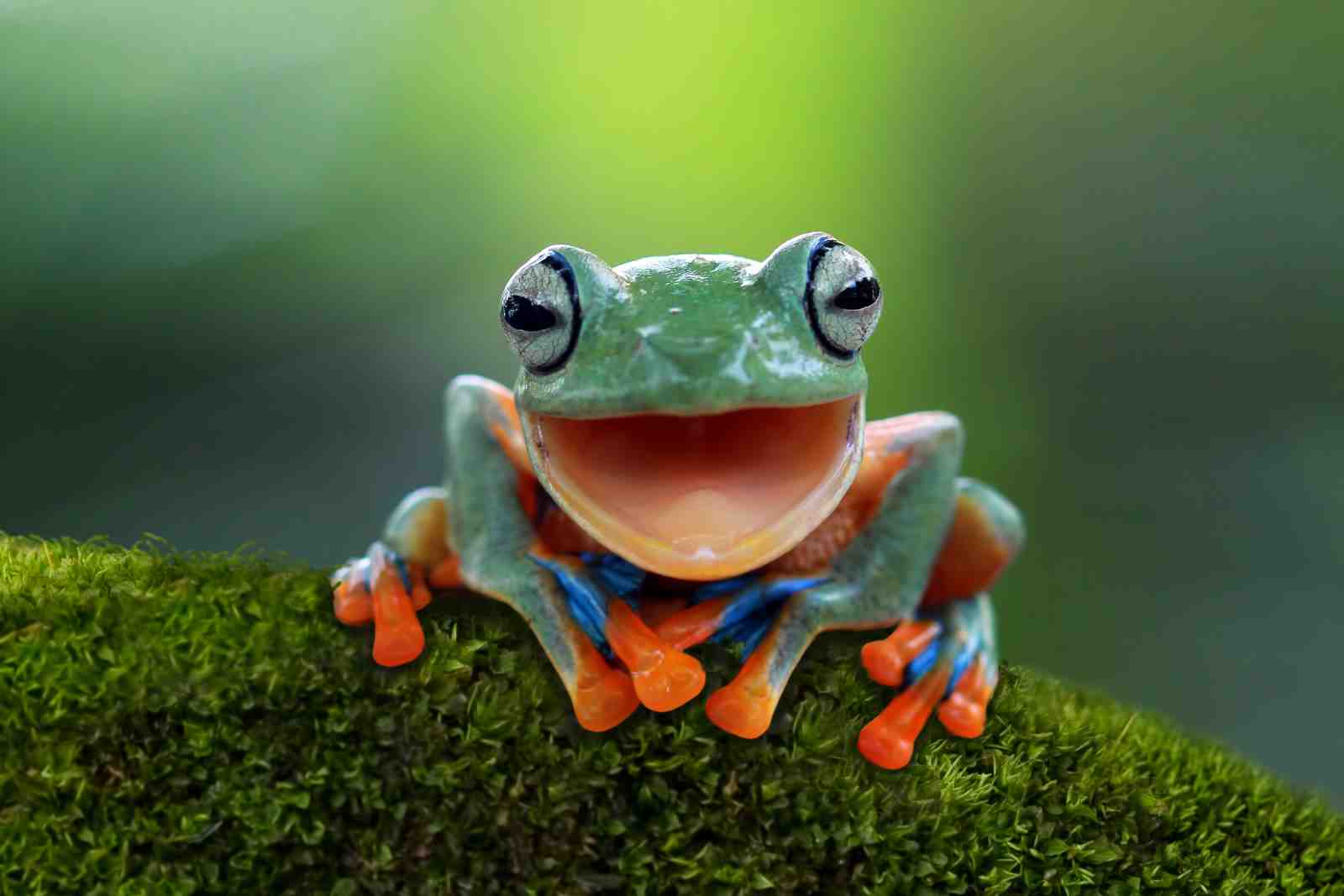 Joyful Tree Frog: Vibrant Nature Wall Art