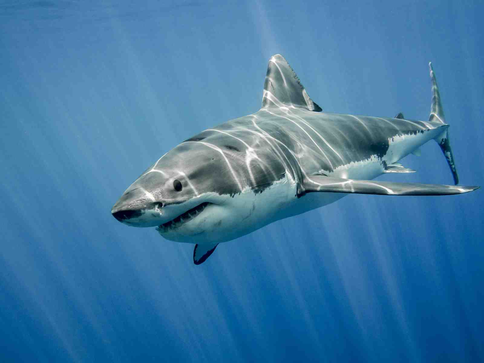 Majestic Great White Shark Ocean Wall Art