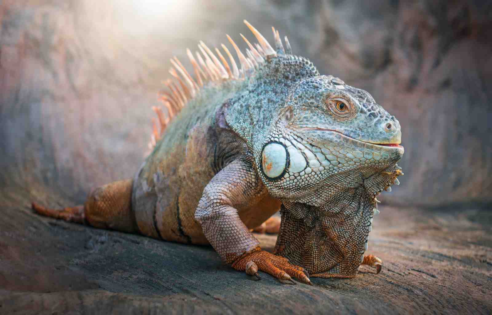 Majestic Iguana Reptile Wildlife Wall Art