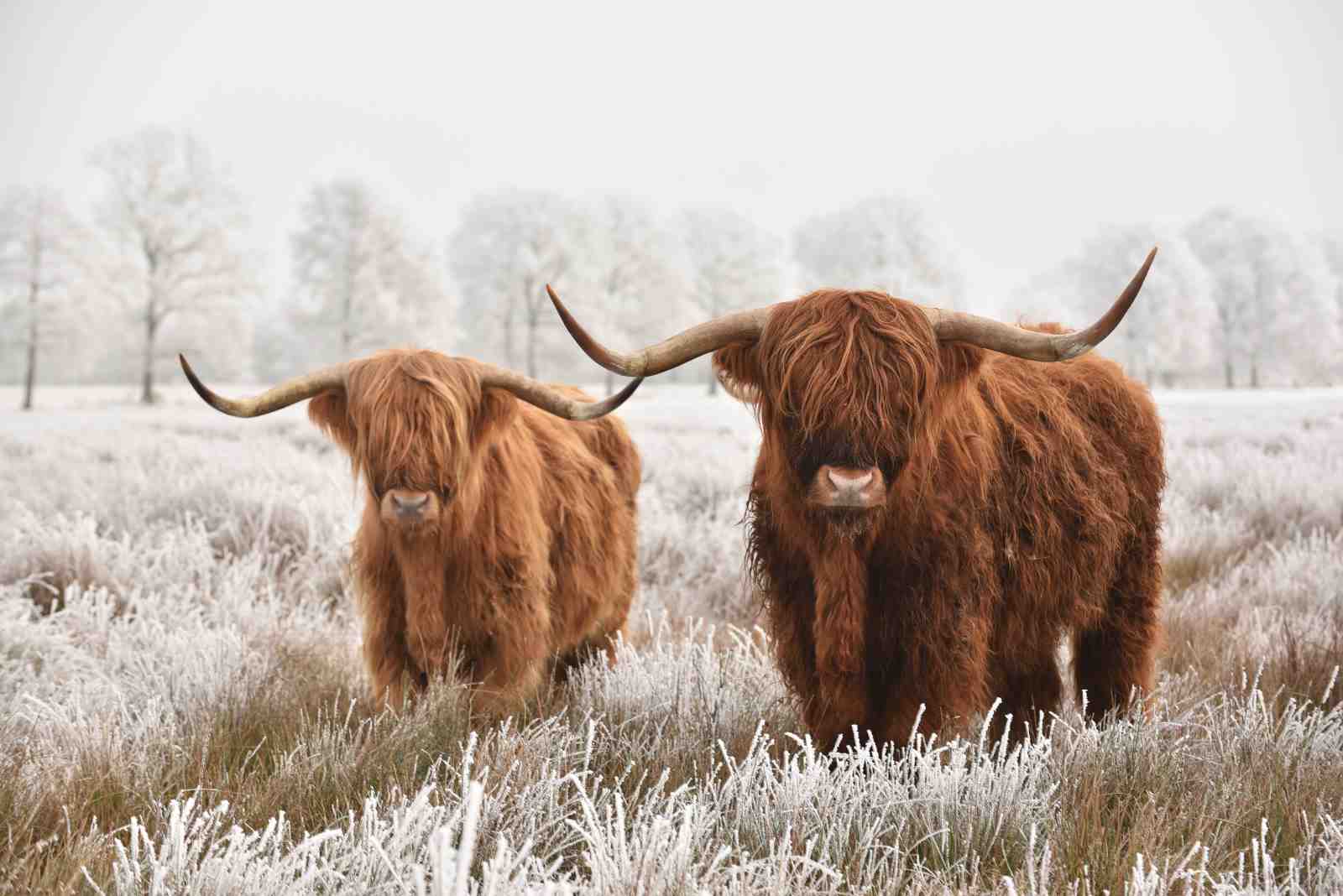 Majestic Highland Cows Winter Landscape Wall Art