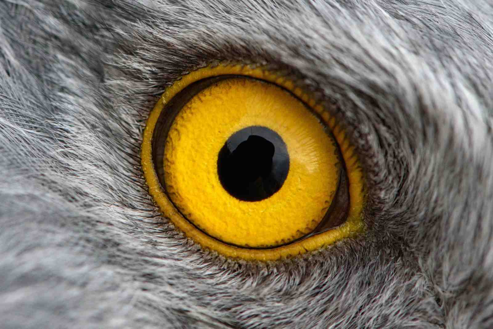 Majestic Falcon Eye Close-Up Wall Art