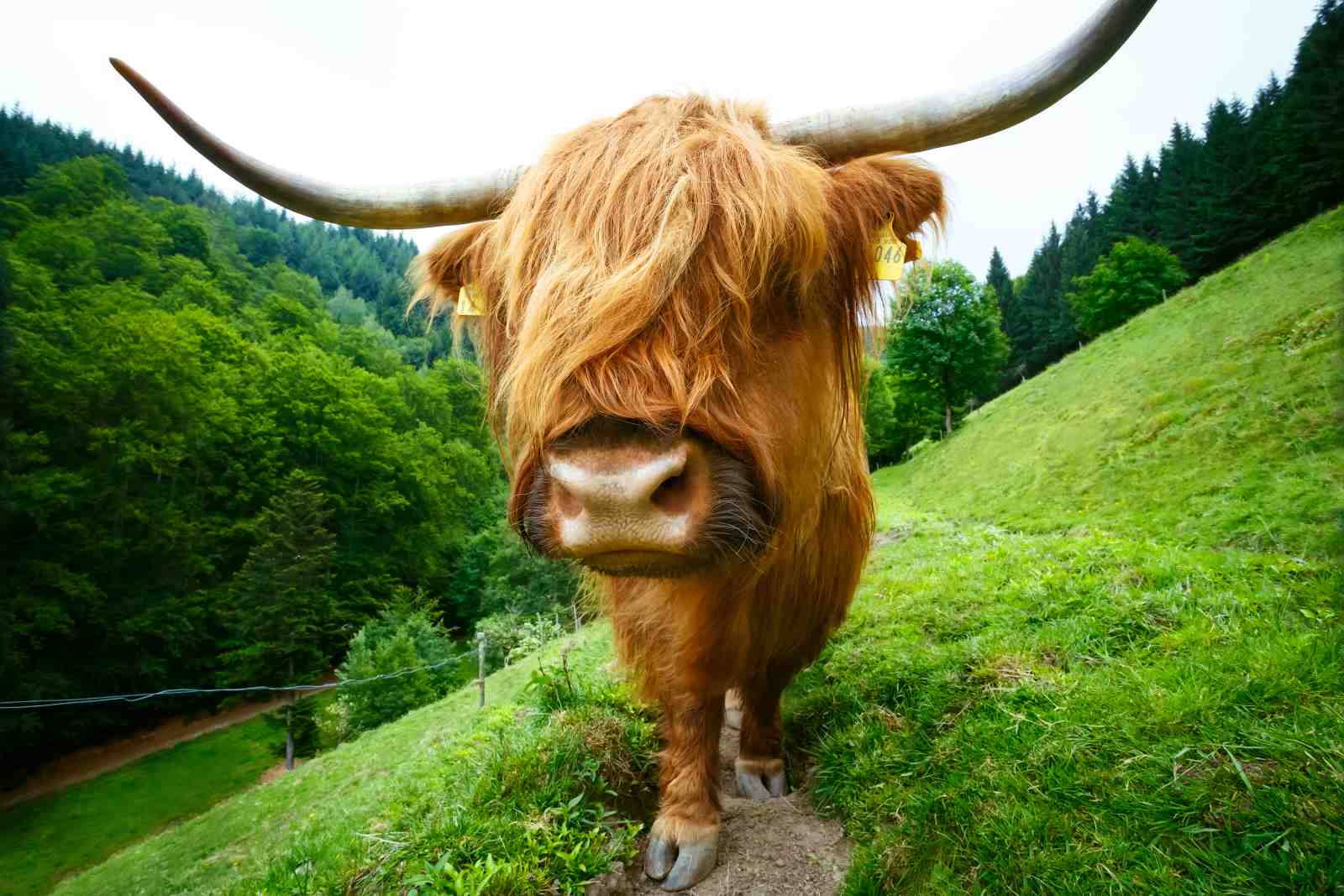 Majestic Highland Cow 'Gentle Giant' Wall Art