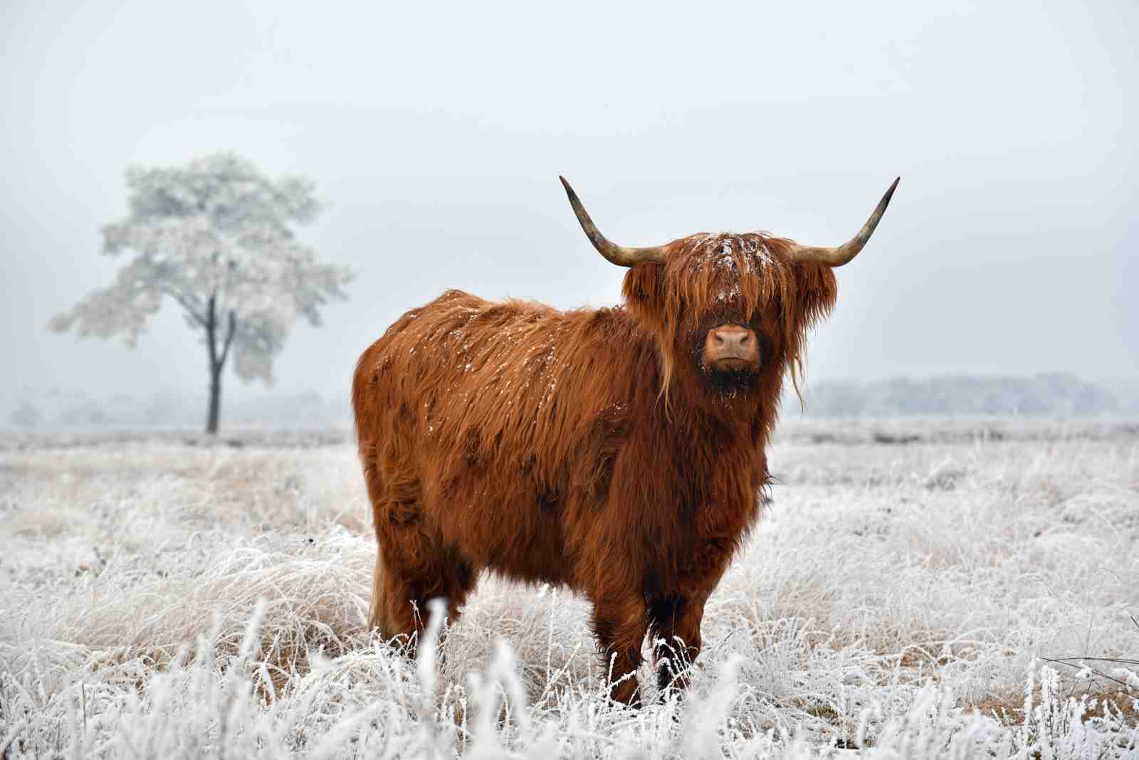 Majestic Highland Cow Winter Scene Wall Art
