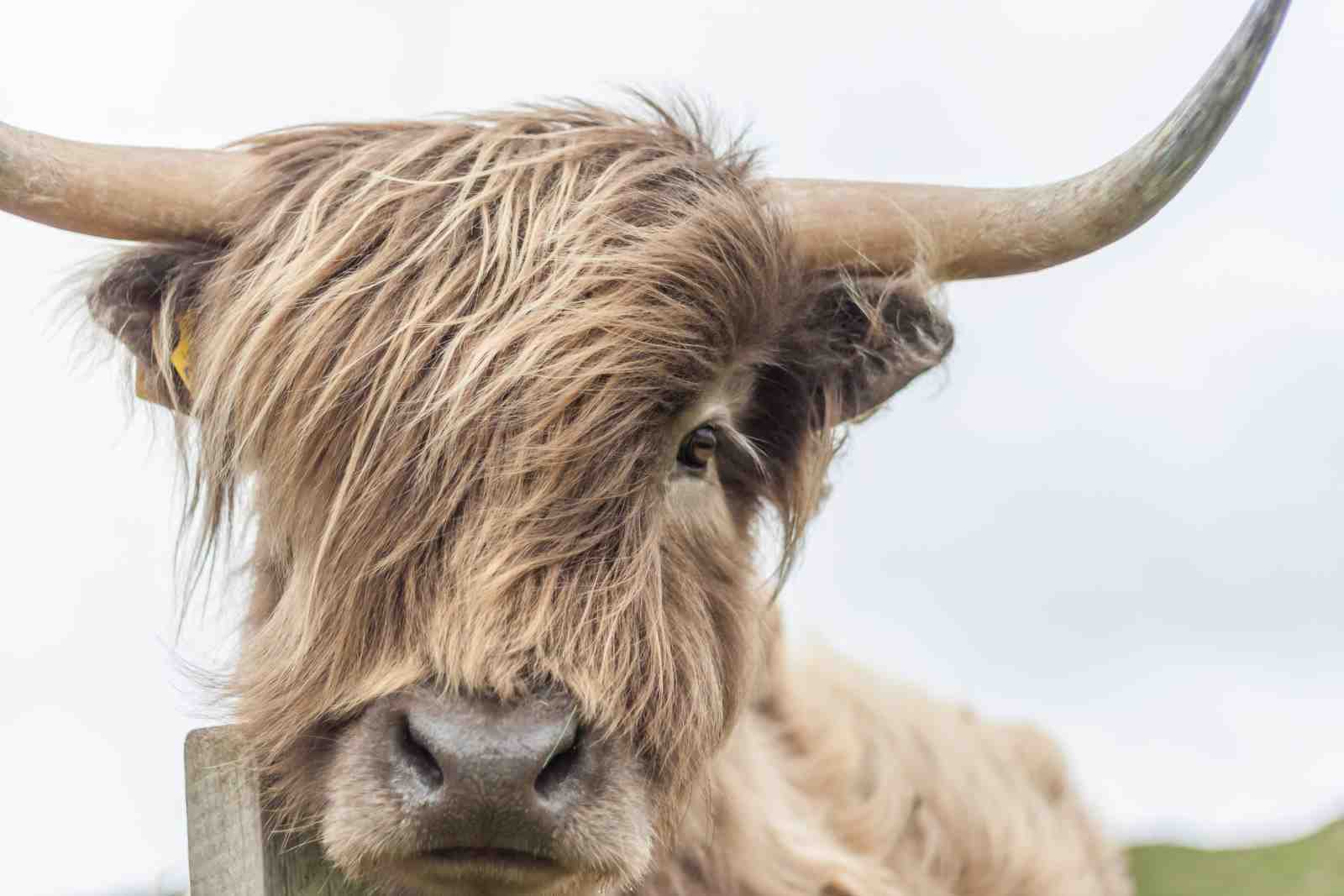 Highland Cow Portrait Wall Art