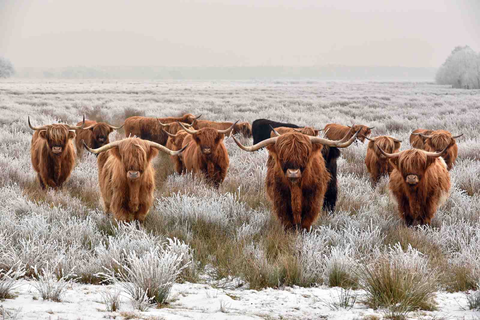 Majestic Highland Cattle Winter Field Wall Art