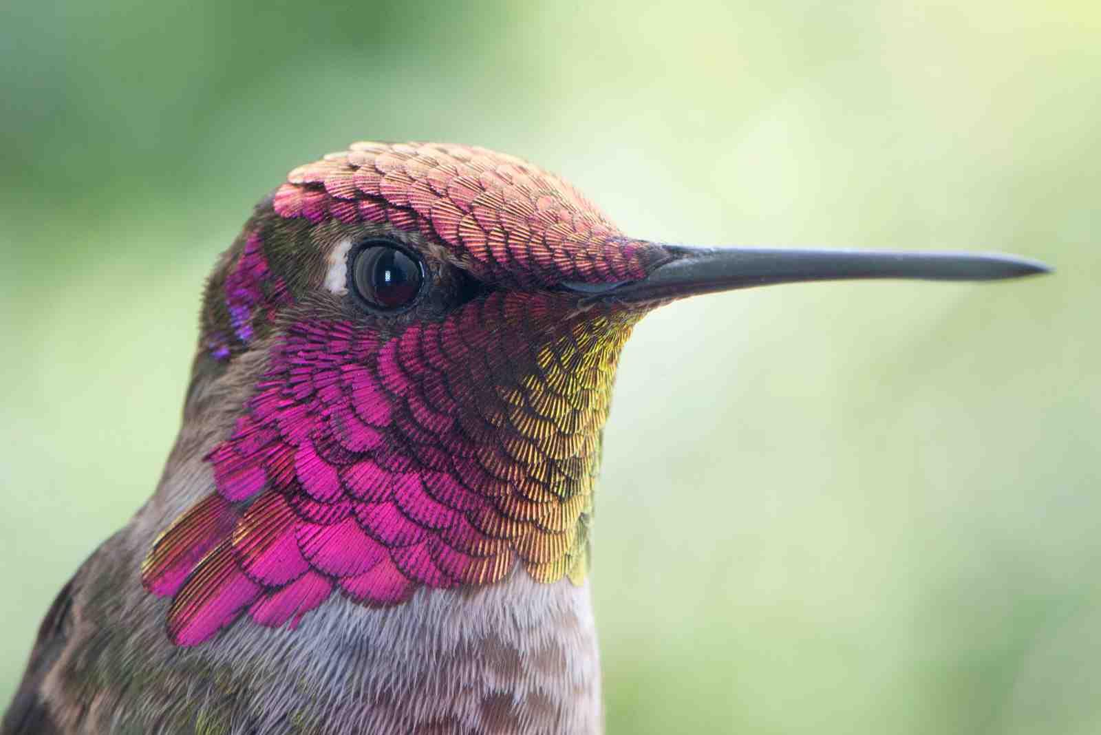 Vibrant Hummingbird Close-Up Wall Art