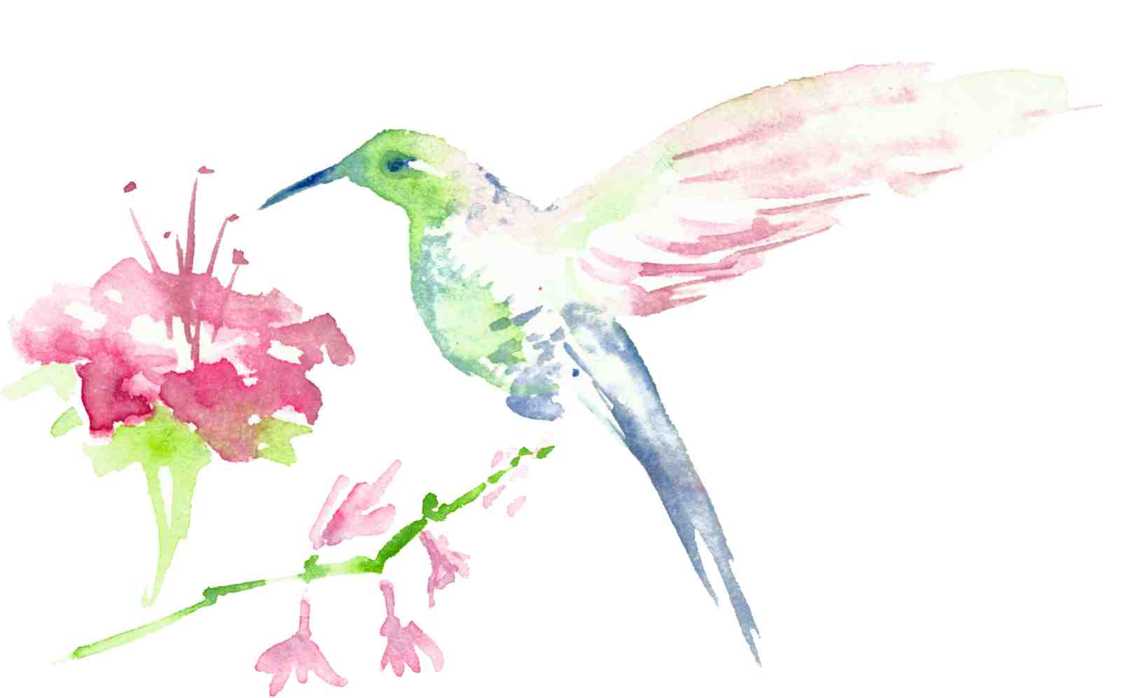 Delicate Hummingbird & Flower Watercolor Wall Art
