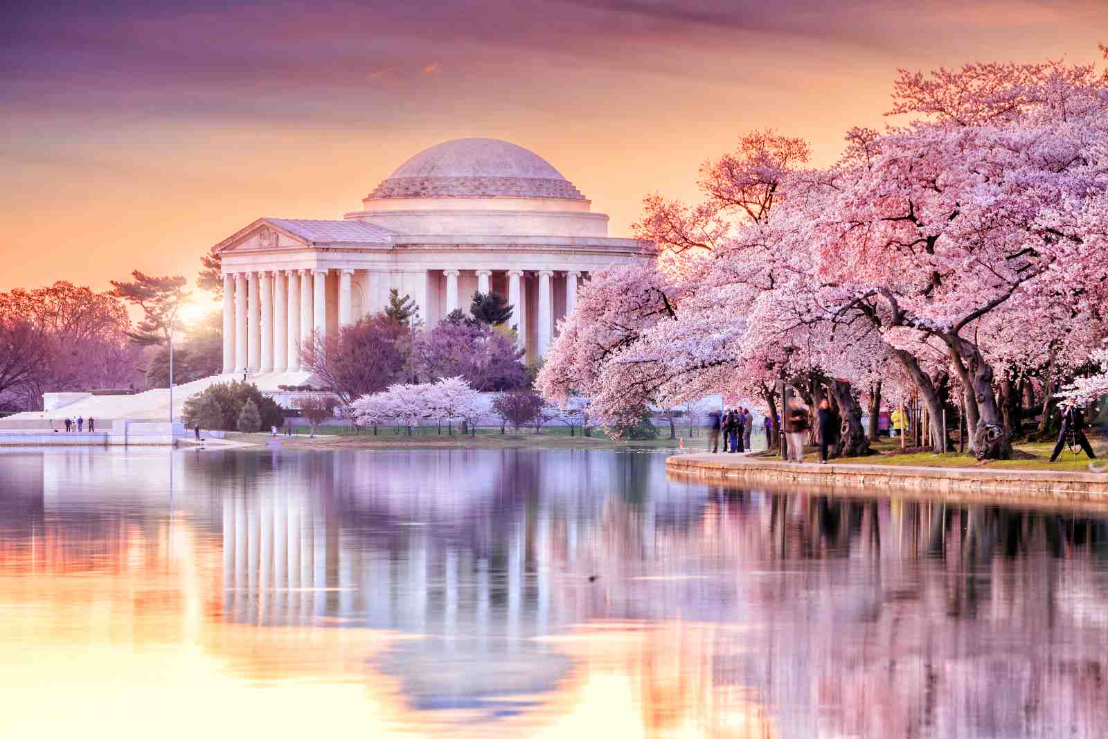 Jefferson Memorial Cherry Blossom Wall Art
